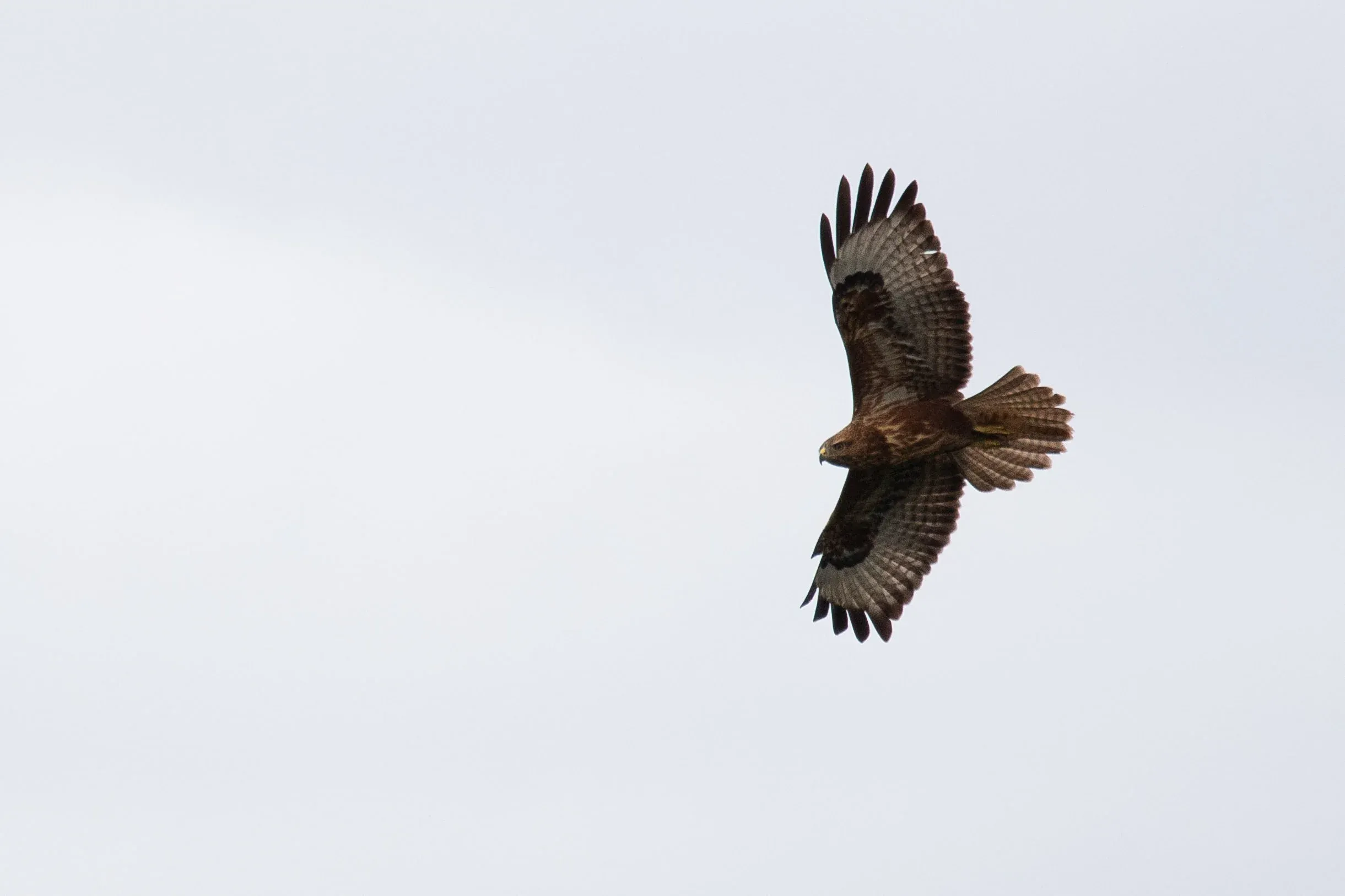 October 4th. Typical rufous coloration of Steppe Buzzards.