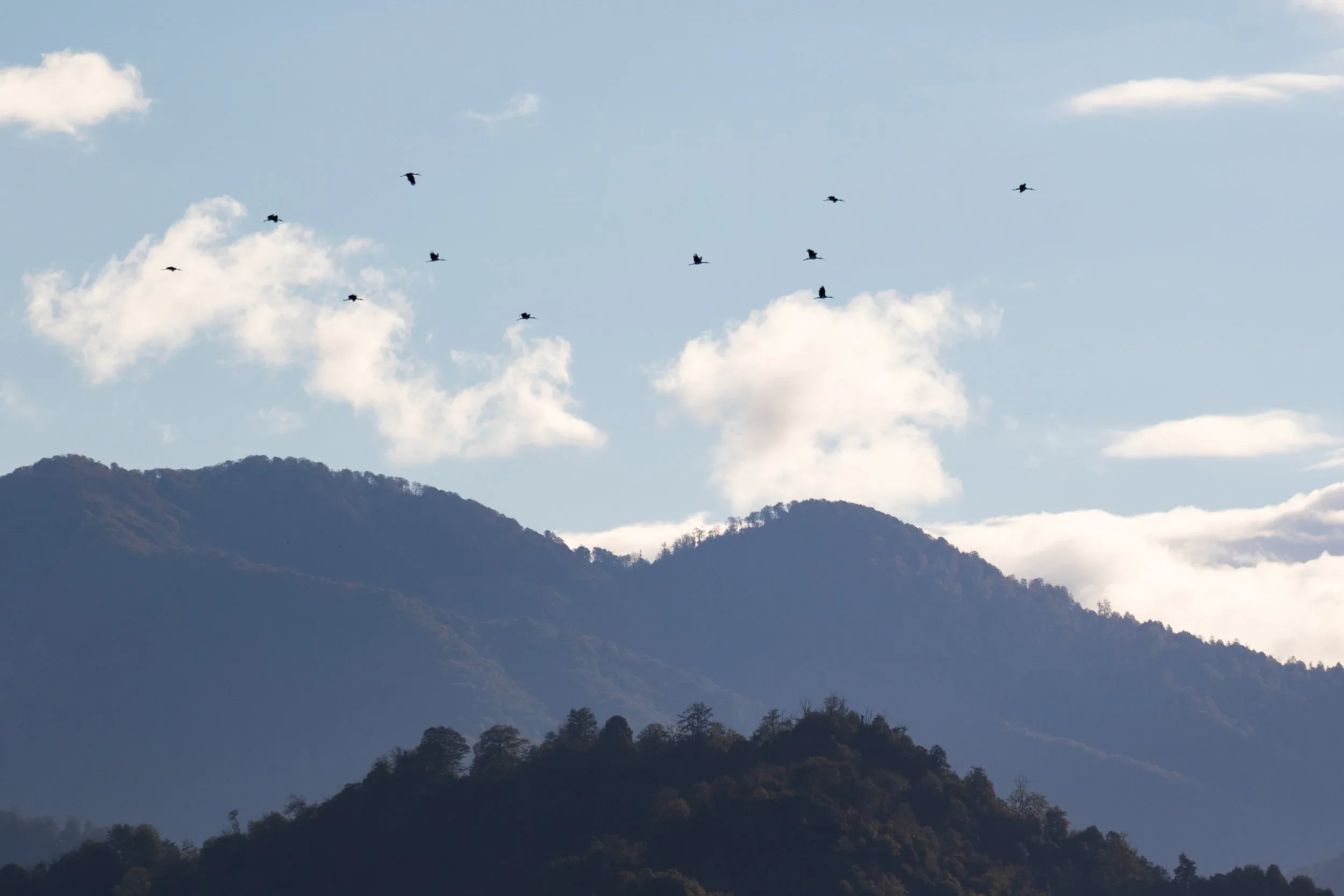 October 6th. Small flock of Black Storks over Little Ginger.