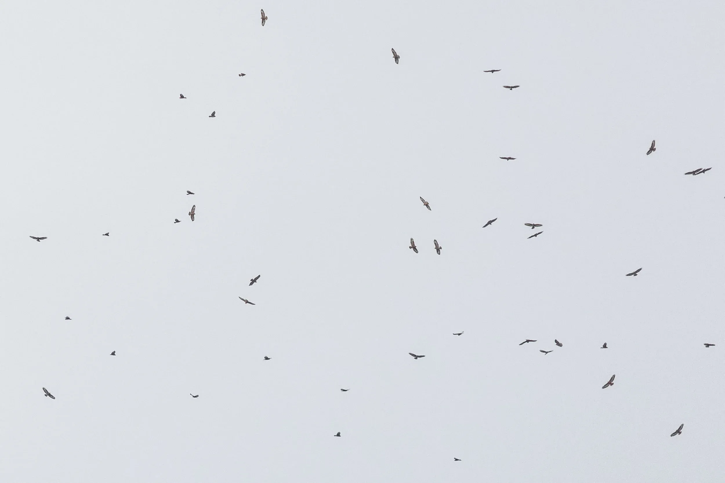 October 6th. Flock of Steppe Buzzards. Many SBs showed interesting behaviour this day, by flying progressively higher as the day went on, showing absolutely no sign of decreasing their altitude due to decreasing thermal activity. Not sure what was going on there…