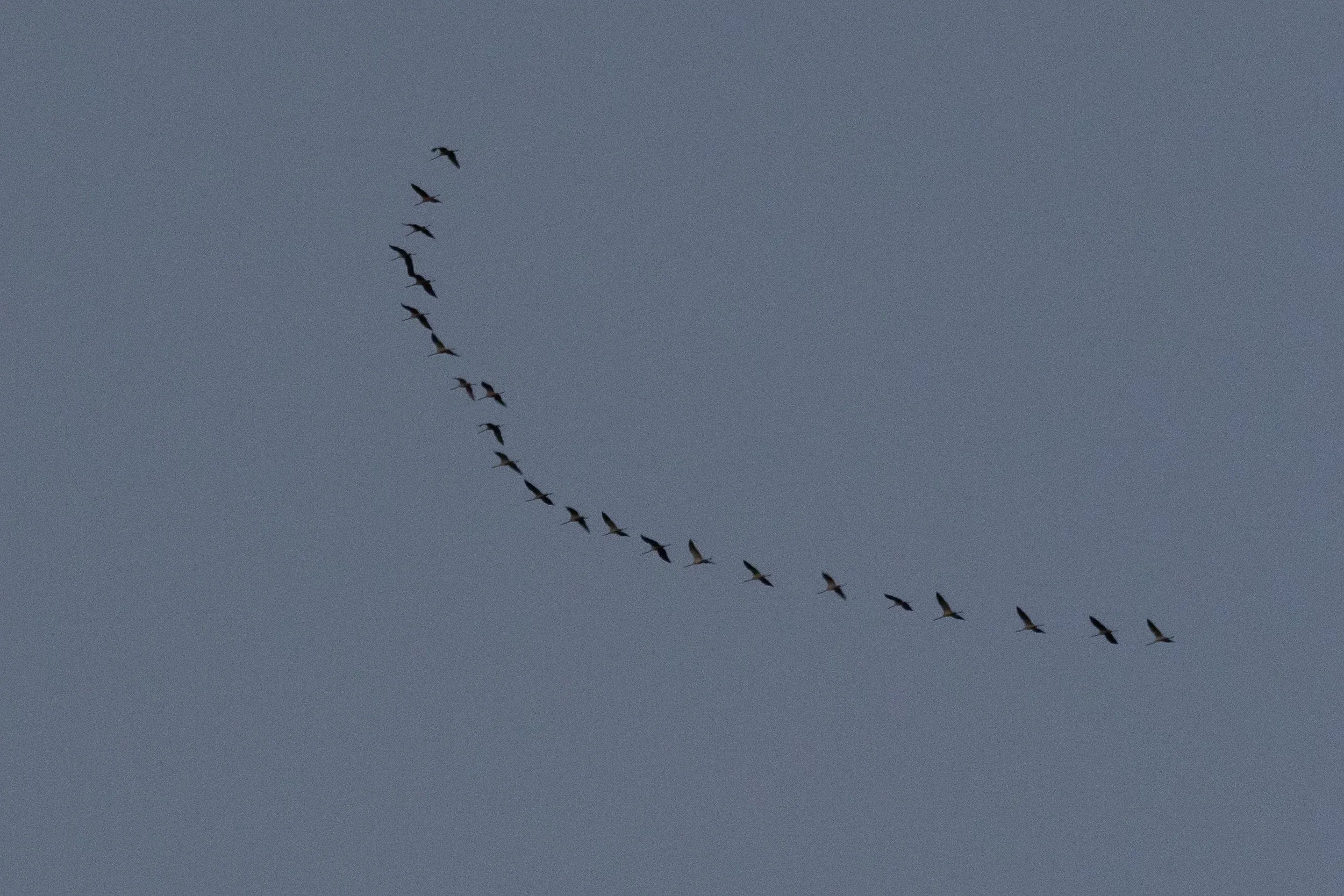 October 7th. We took part in the EuroBirdwatch, so I went to the station much earlier than usual. Right at the moment I arrived at the top I heard the magical ‘grus grus’ sound. It doesn’t get better than this… In the remaining days of the count we would luckily hear that more often.