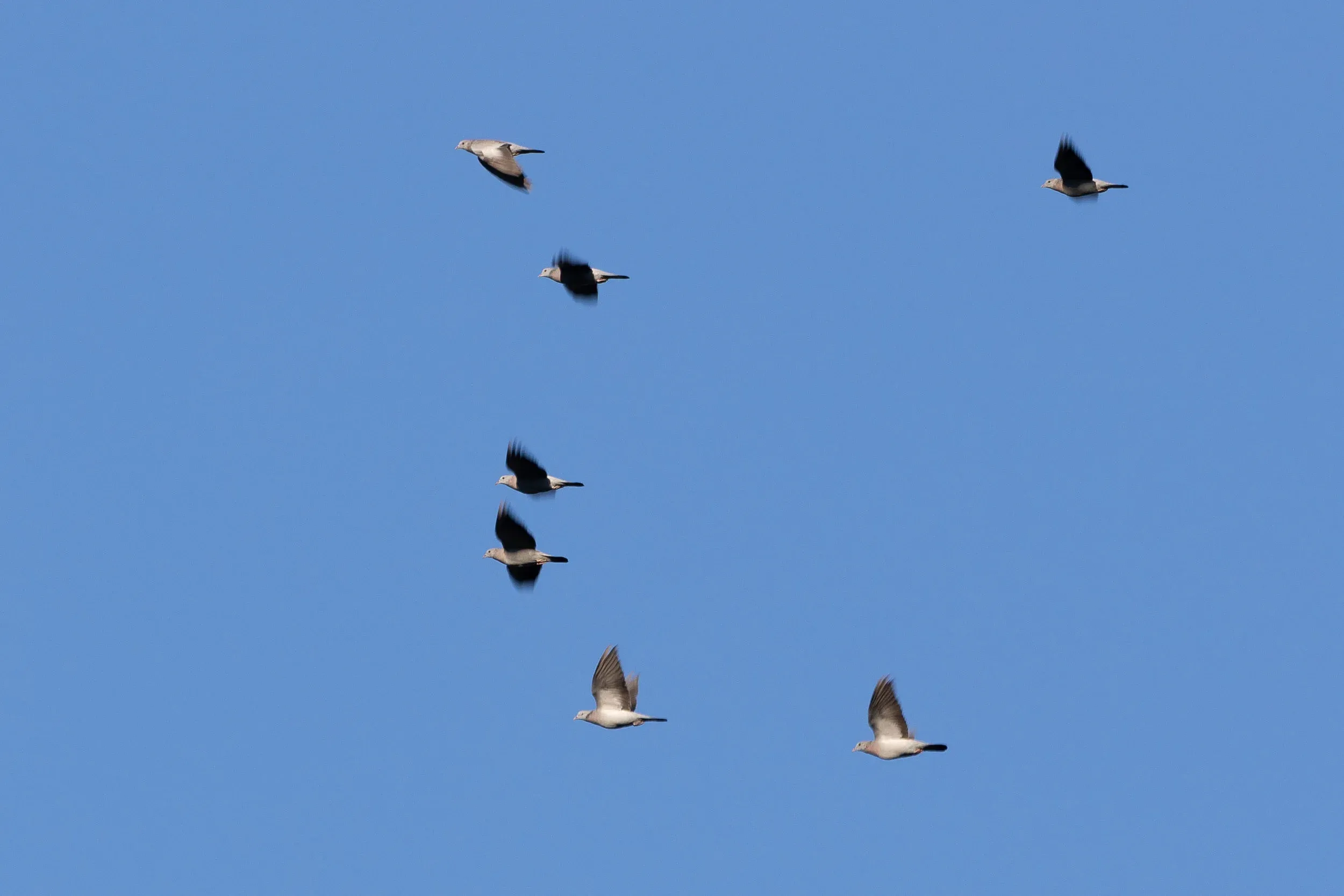 October 7th. Stock Doves rushing in small groups through the bottleneck. Unfortunately they often get shot. Accidentally had my shutter speed a little too slow for these rapid birds, but I guess it turned out OK.