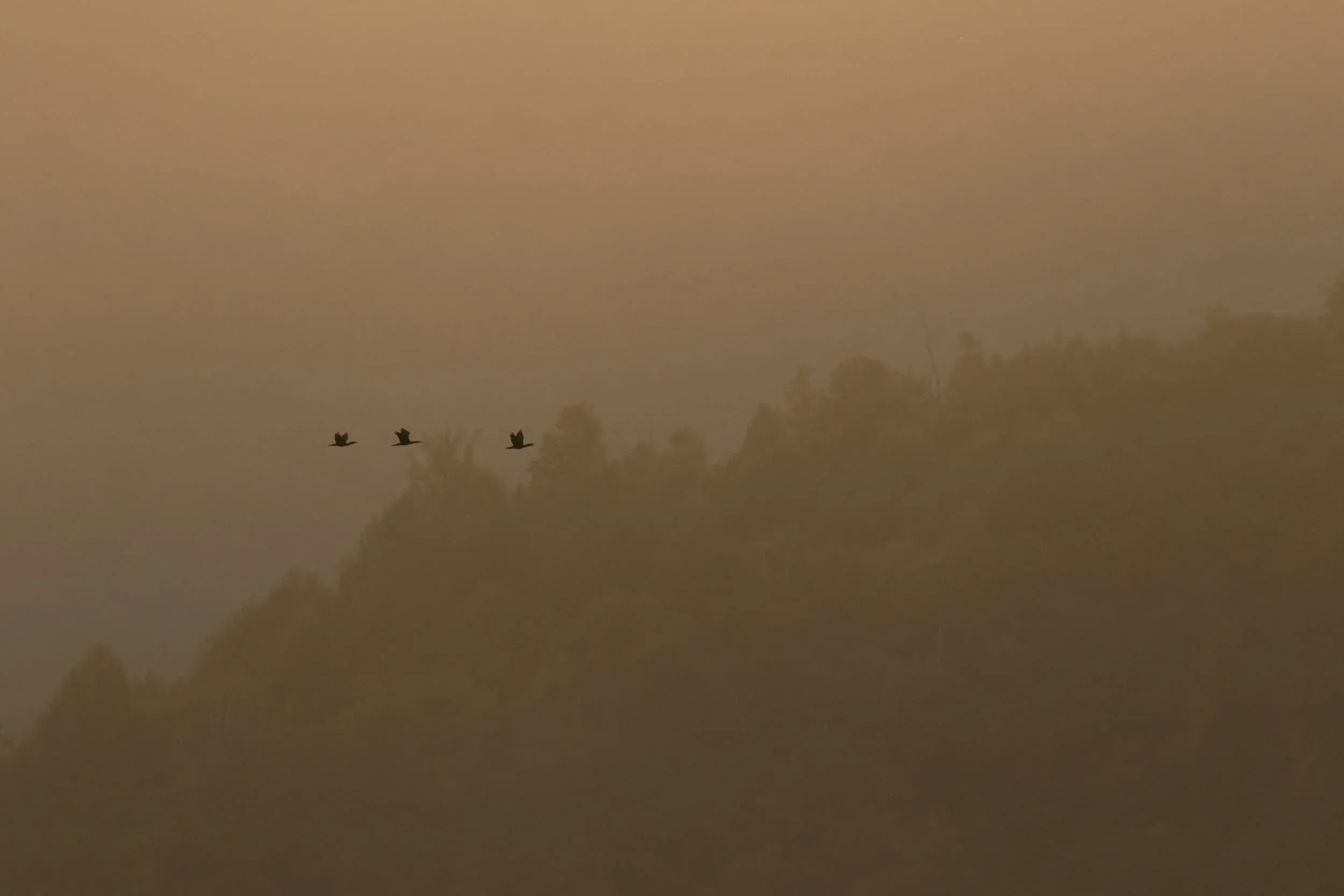 October 8th. Cormorants, really quite scarce in the bottleneck during the 2018 season. Probably we can count the number of birds that passed on 2 hands.