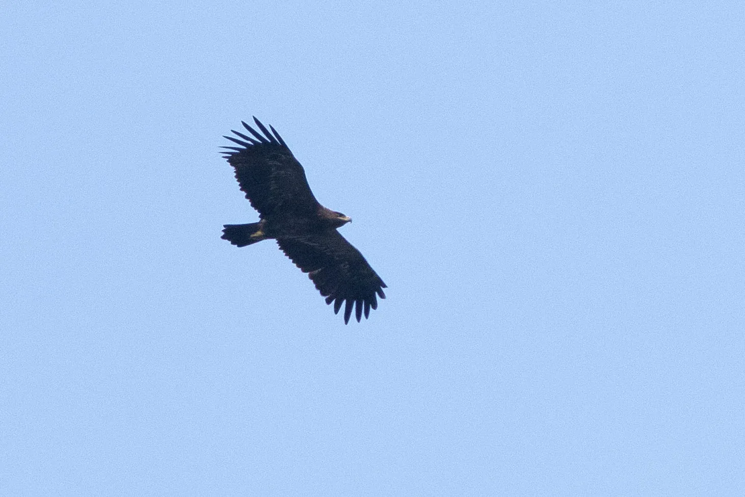 October 10th. Photo by Diego Jansen. Subadult or young adult Steppe Eagle, showing a clearly serrated dark trailing edge to the wing, but still many light feathers in the greater coverts.