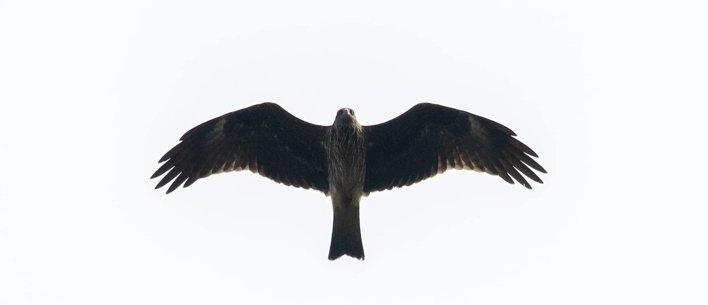 October 11th. Well, hello there! Juvenile Black Kite observing its observers.