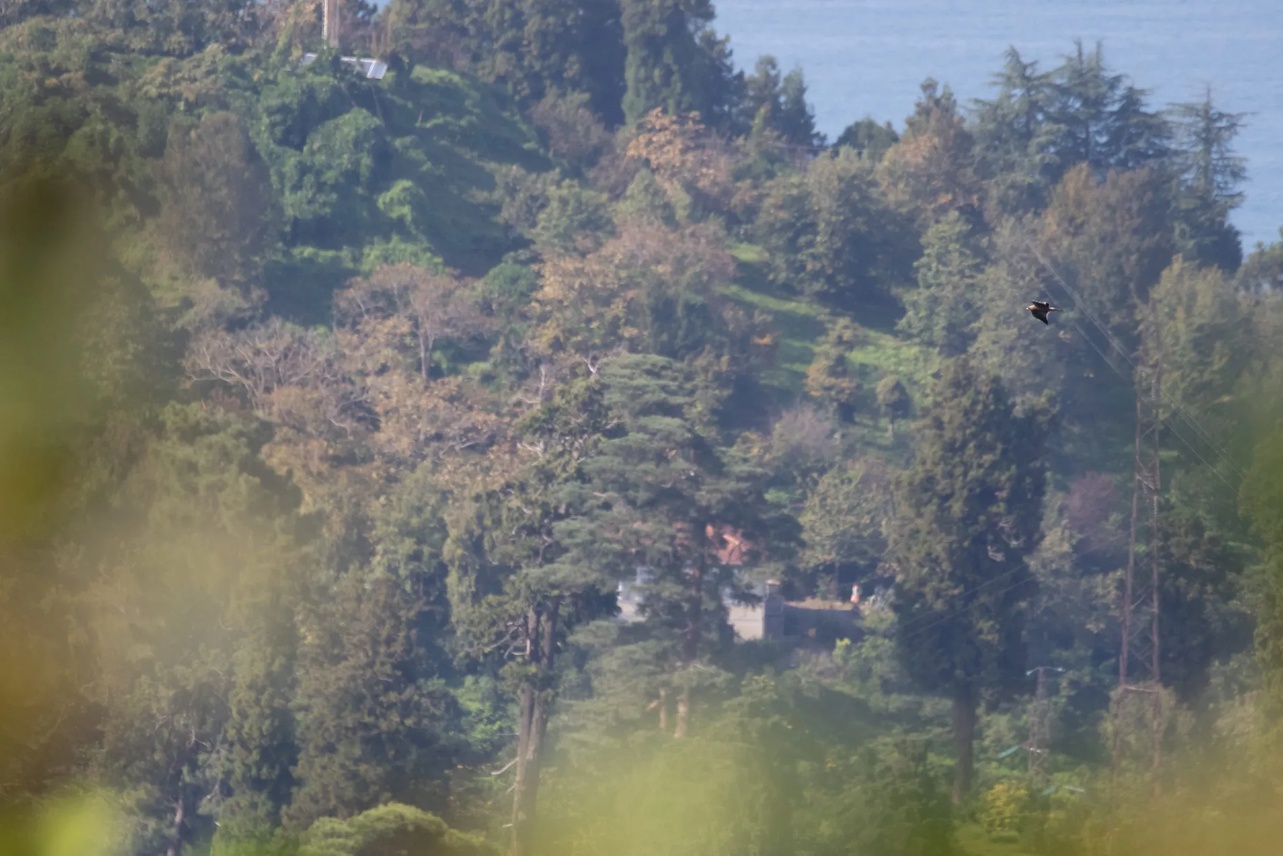 October 11th. Juvenile dark morph Booted Eagle. This bird, too, made it through safely.