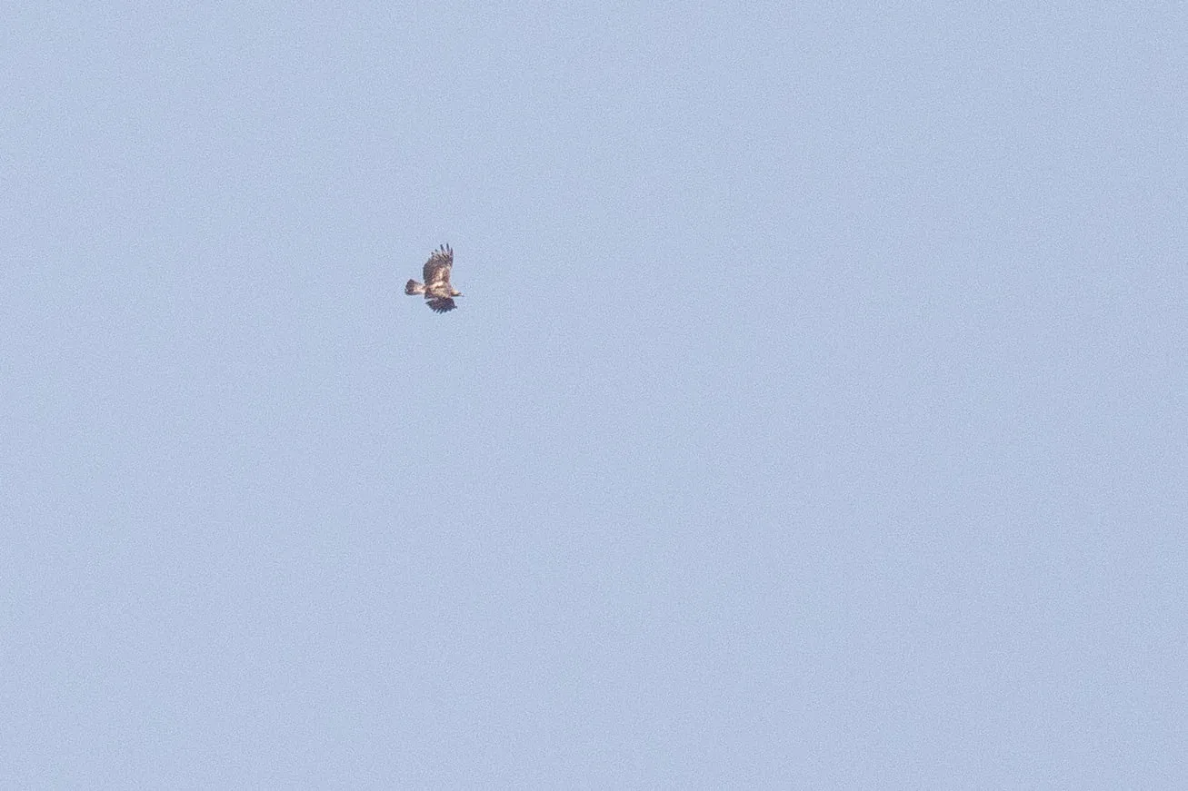 October 11th. That’s more like it. Still very distant, but an adult Imperial Eagle is quite a nice observation in the bottleneck, with only a few birds seen every season.
