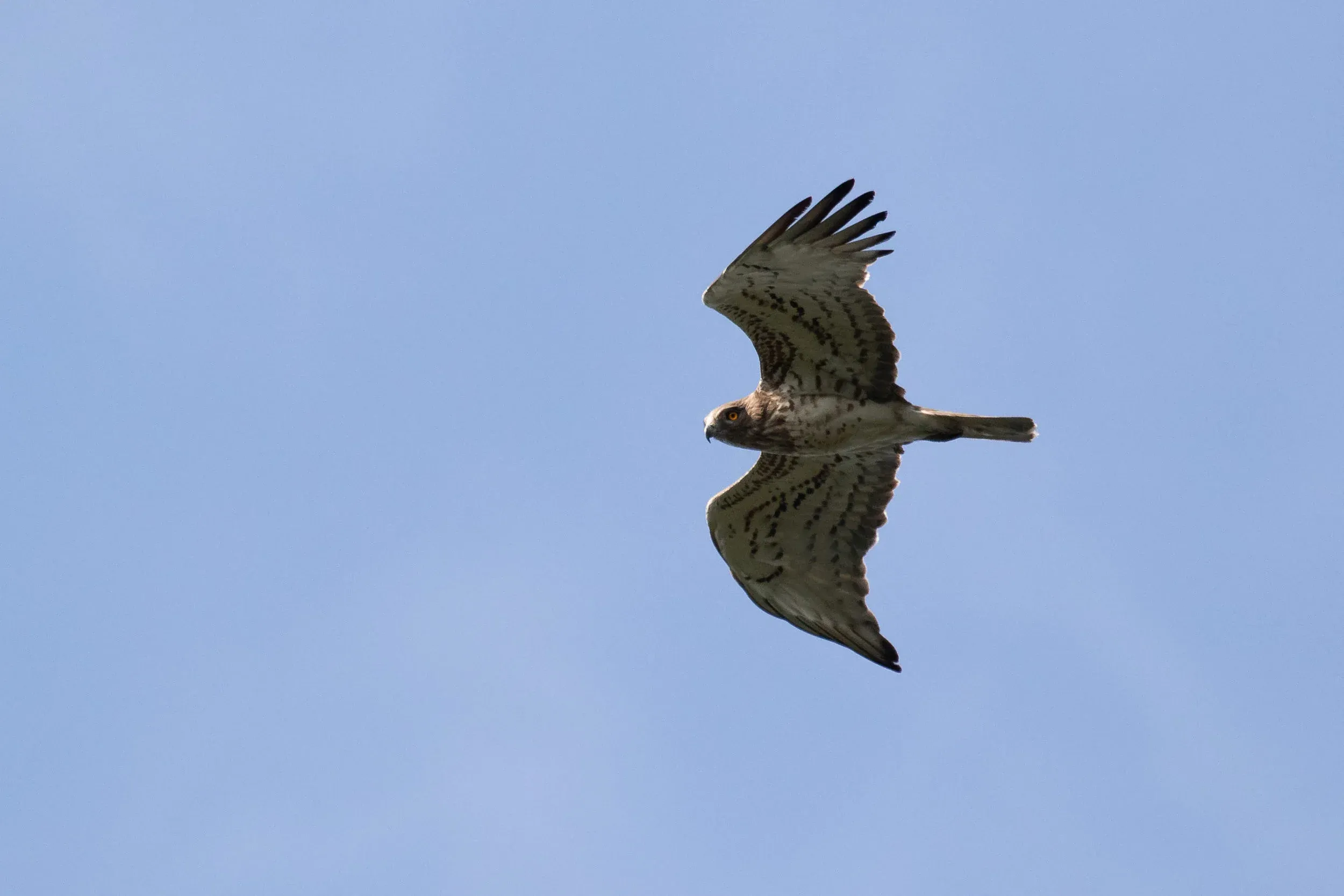 October 11th. Adult Short-toed Eagle with stunning eyes.