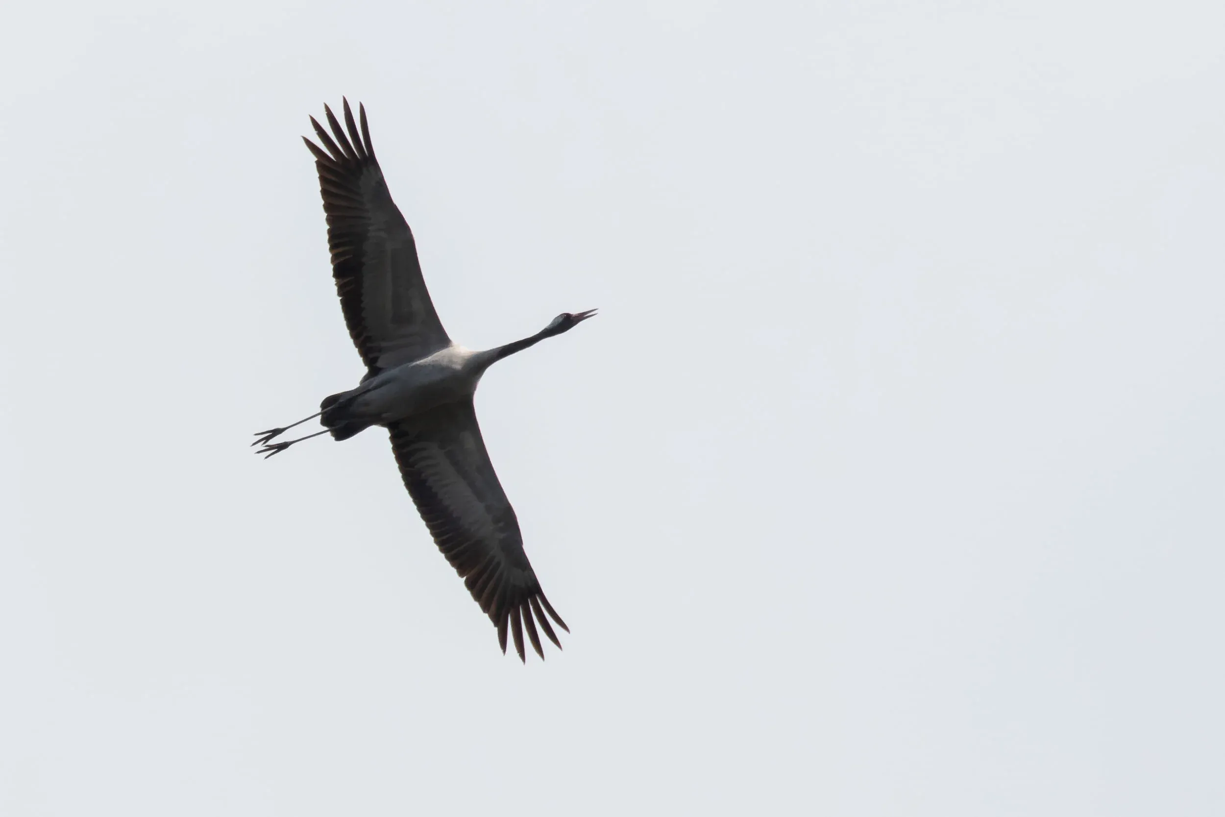 October 12th. Common Crane calling whilst soaring amongst eagles in a kettle that was almost overhead.