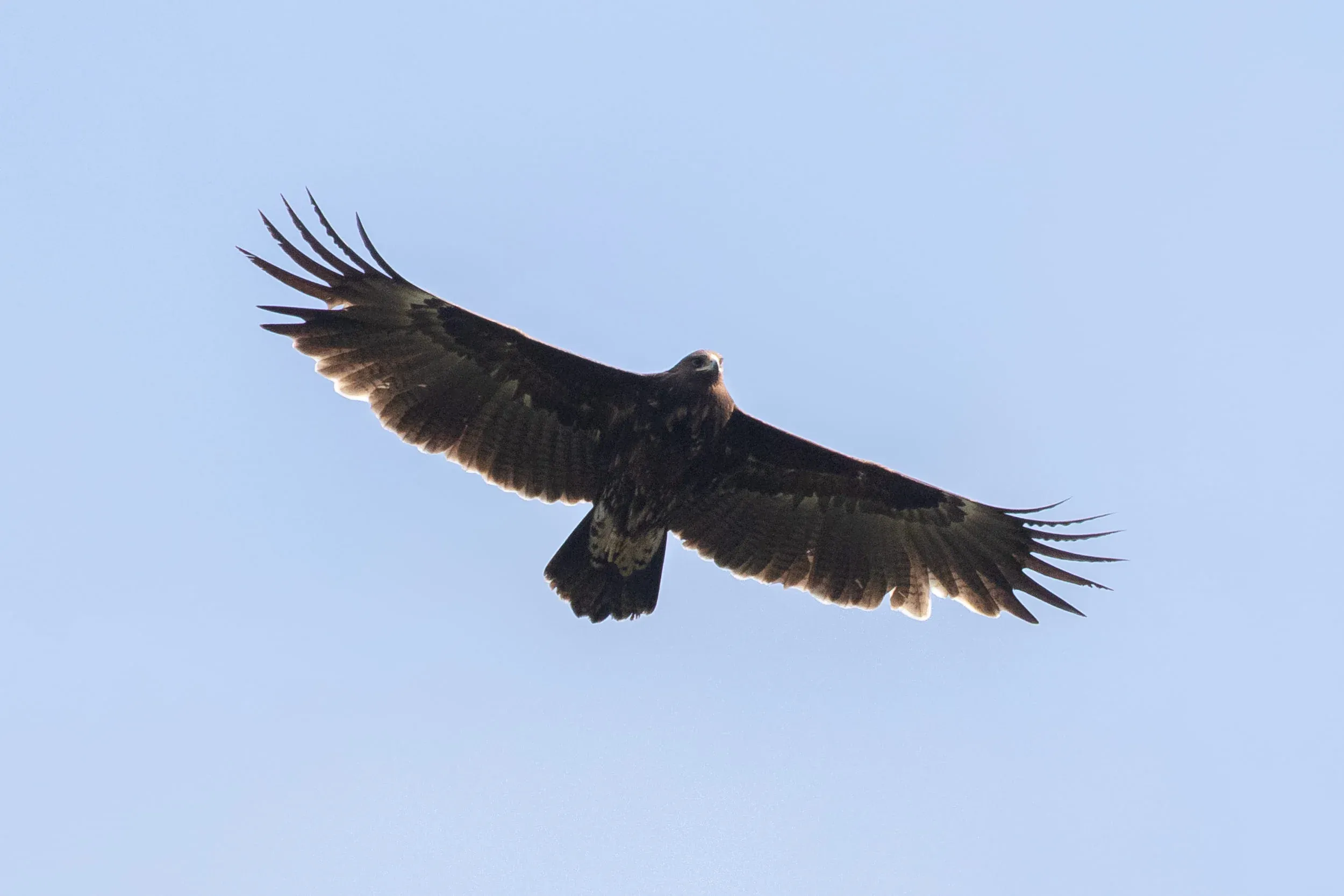 October 12th. Immature Greater Spotted Eagle. A bird with very clear barring in the remiges and interesting pattern on the undertail coverts.