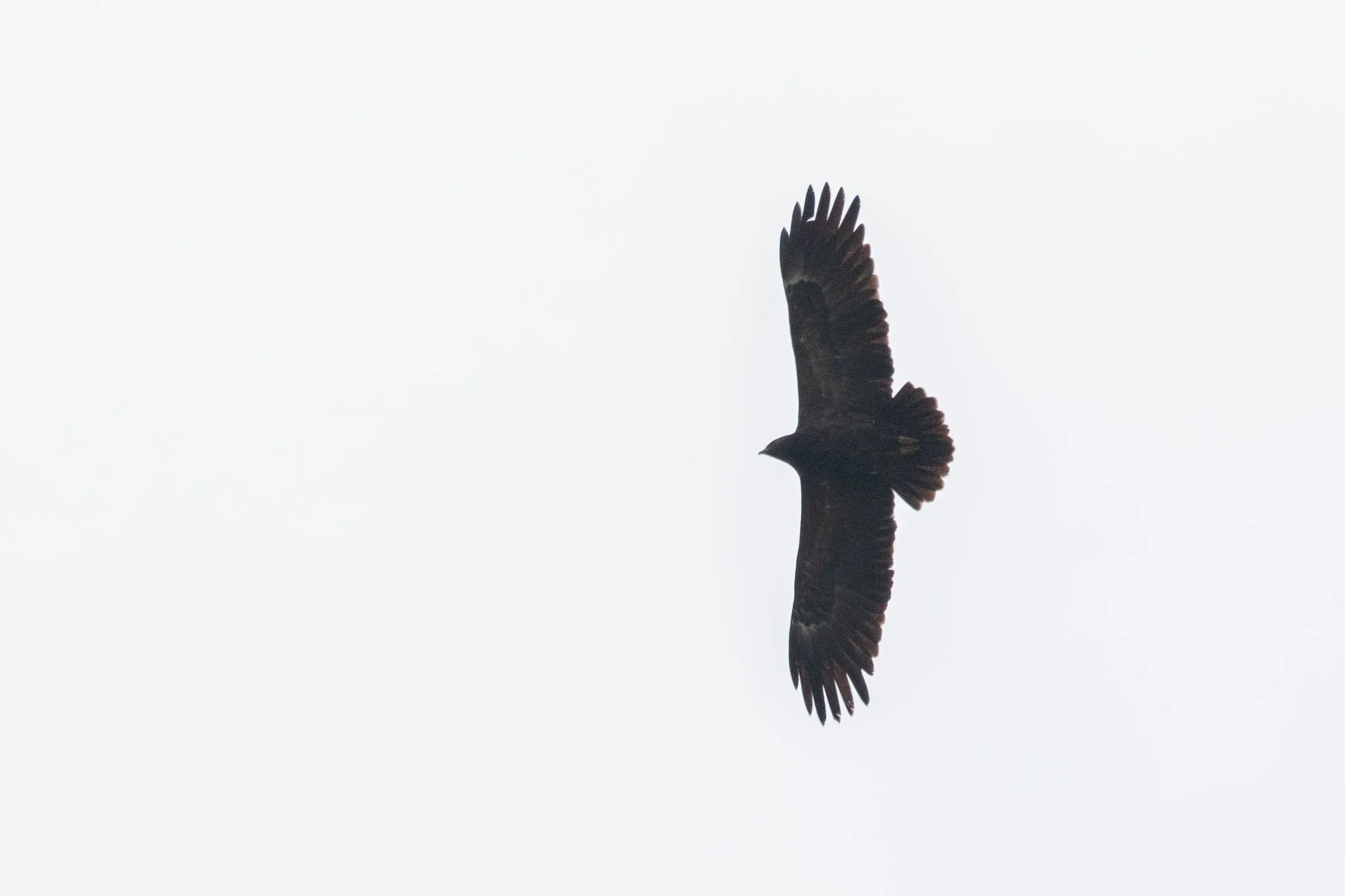 October 12th. Not quite sure of this one. Very dark, short-tailed adult bird. Wing shape and hand (short and rounded P4) most in line with a Lesser Spotted.