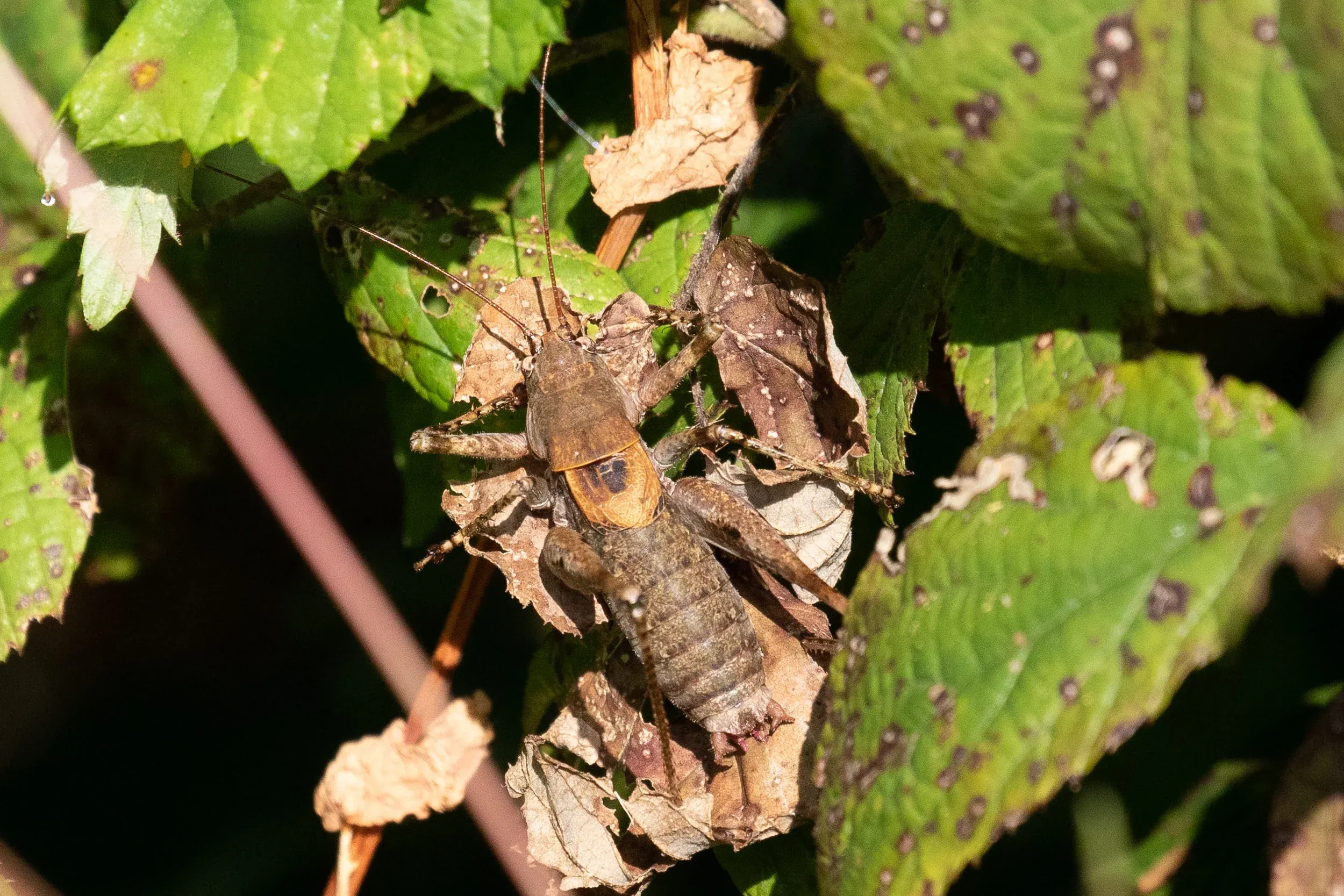 October 13th. Bush cricket spec? Impressively large.