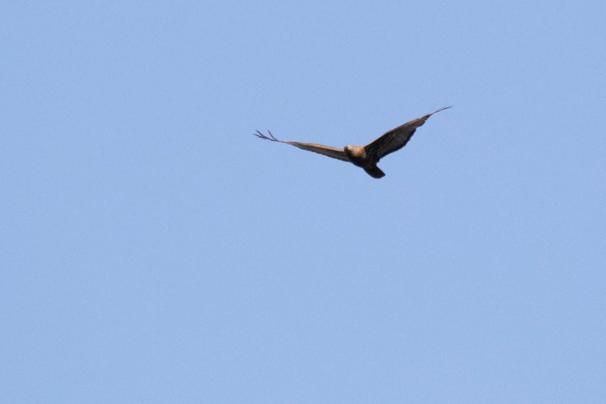 October 13th. Crappy record shot of an adult male Honey Buzzard. Shape of the left wing is strange, probably due to an injury. A large proportion of the late Honey Buzzards has issues. I’ve seen all kinds of wing shapes, with some birds having one wing bend downwards and the other wing bend upwards unnaturally. But they will continue migrating nevertheless. Zugunruhe…
