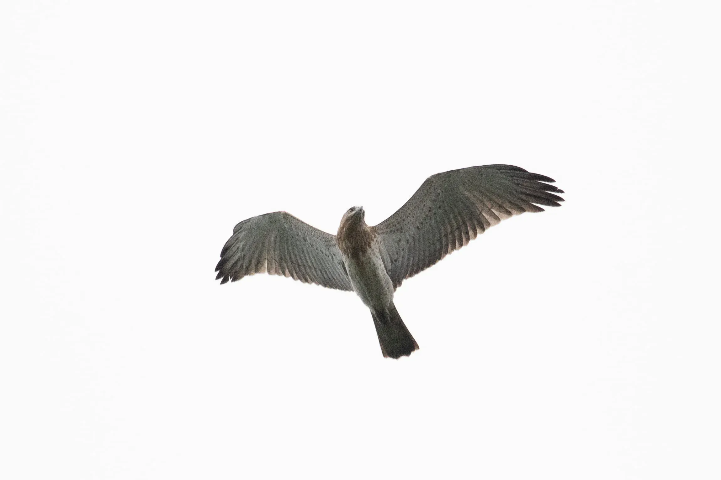 October 13th. Juvenile Short-toed Eagle. These birds will just refuse to look downwards.
