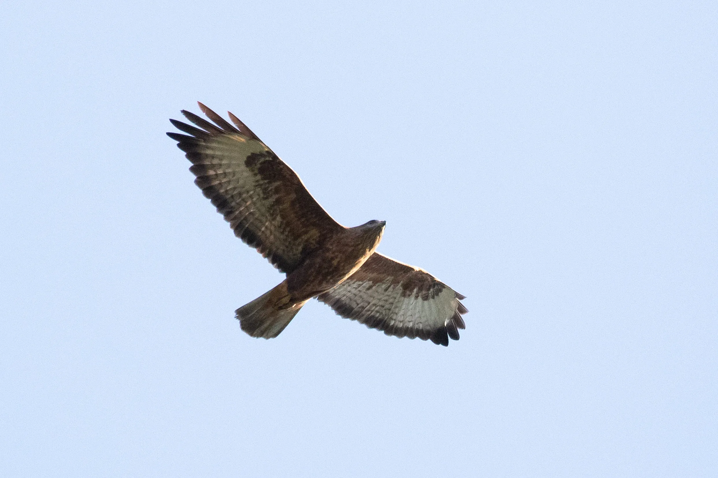 October 13th. Adult Steppe Buzzard. Typical bird.