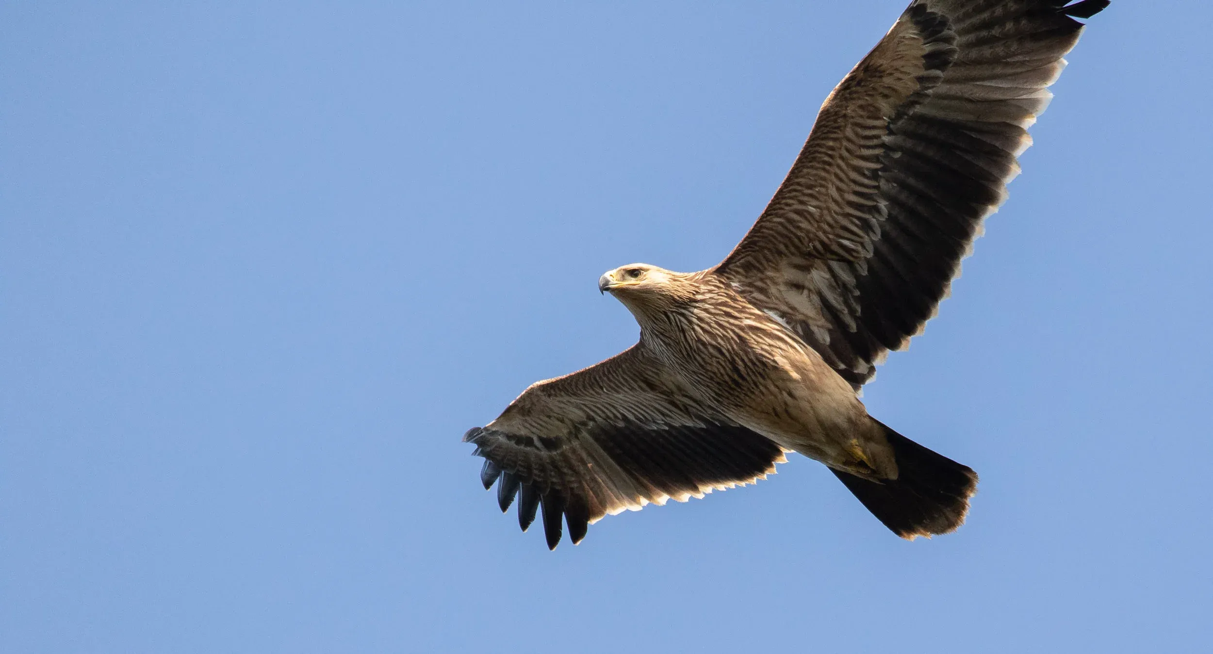 A juvenile Imperial Eagle that flew incredibly close past me and was — by far — the best bird of the season.