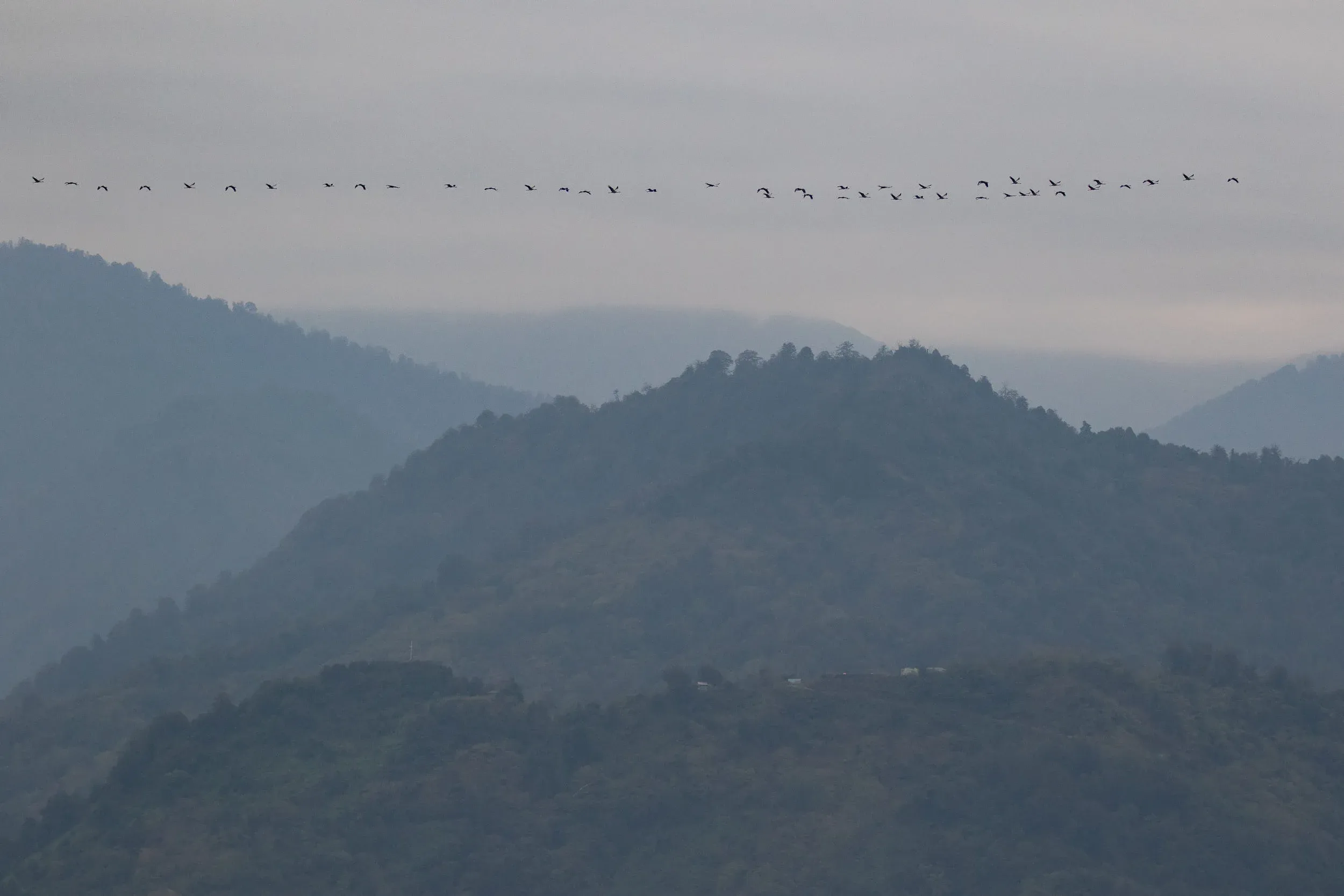 October 14th. Lovely flock of Common Cranes, truly sublime migrants. A group I will never forget, because I saw two birds plummet from the skies when they met Georgian hunters on their way south. A horrific sight.
