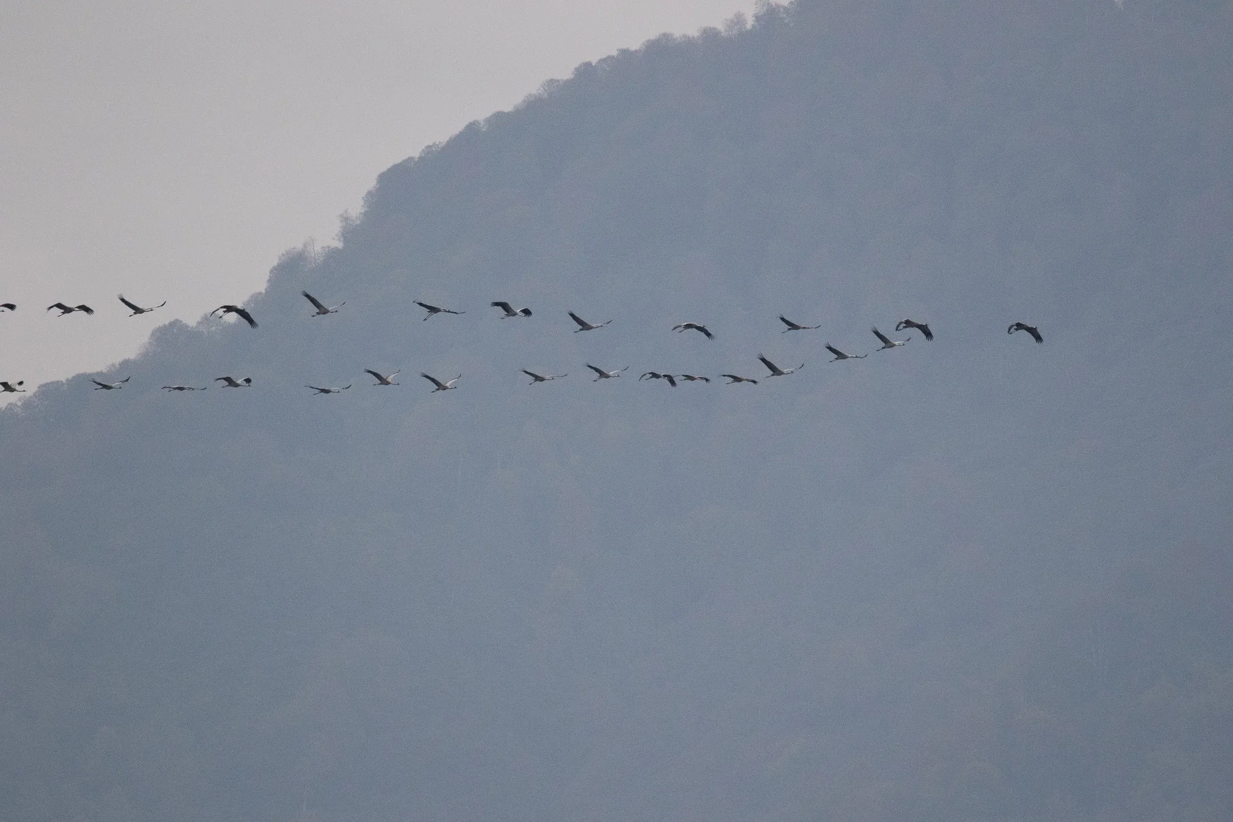October 14th. The same group, right before two birds perished…