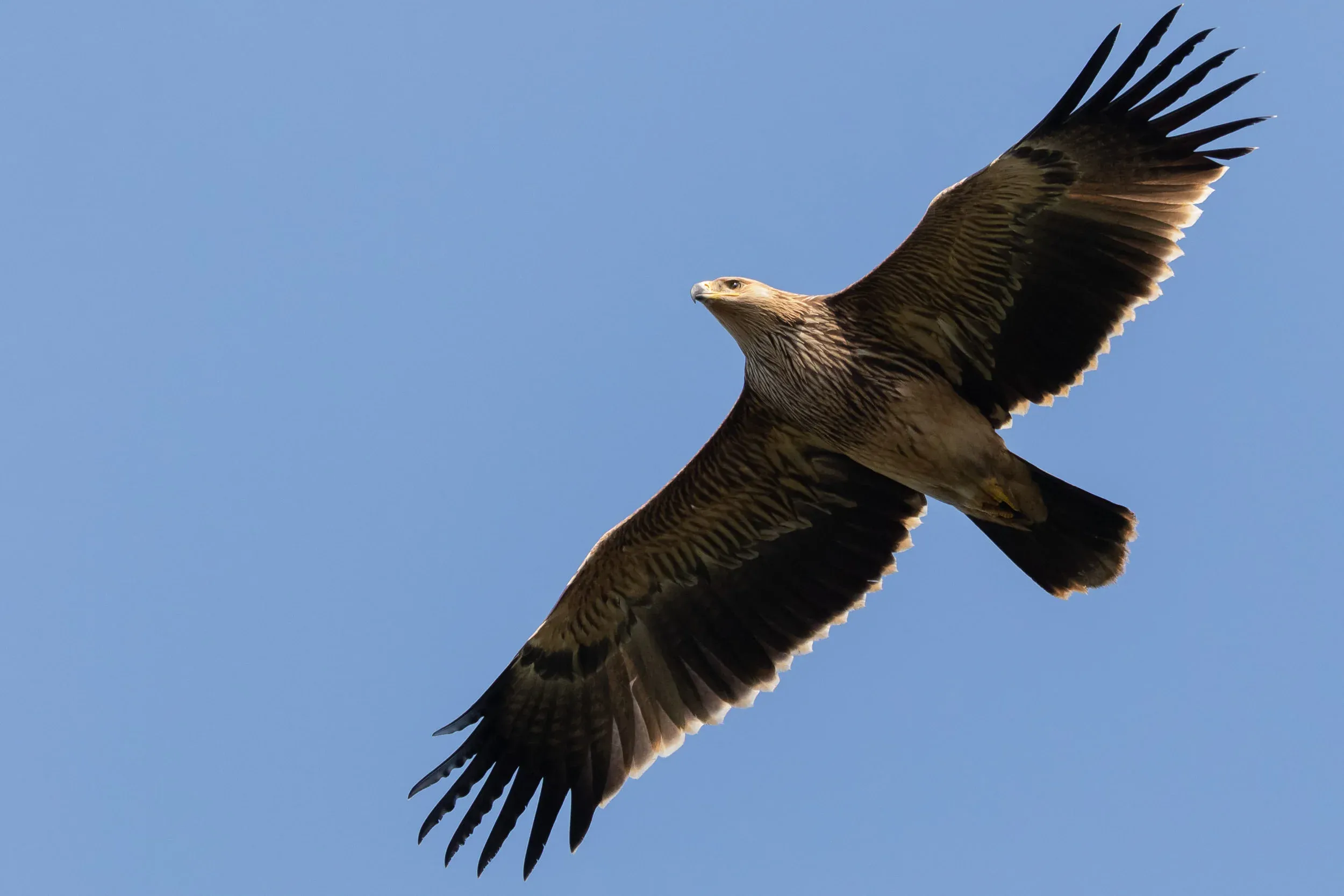 October 14th. Best bird of the season for me, clearly. I couldn’t wish for better views as it passed just over us. Luckily I didn’t screw up my camera settings either, so I now have a nice collection of pin sharp juvenile Imperial images.