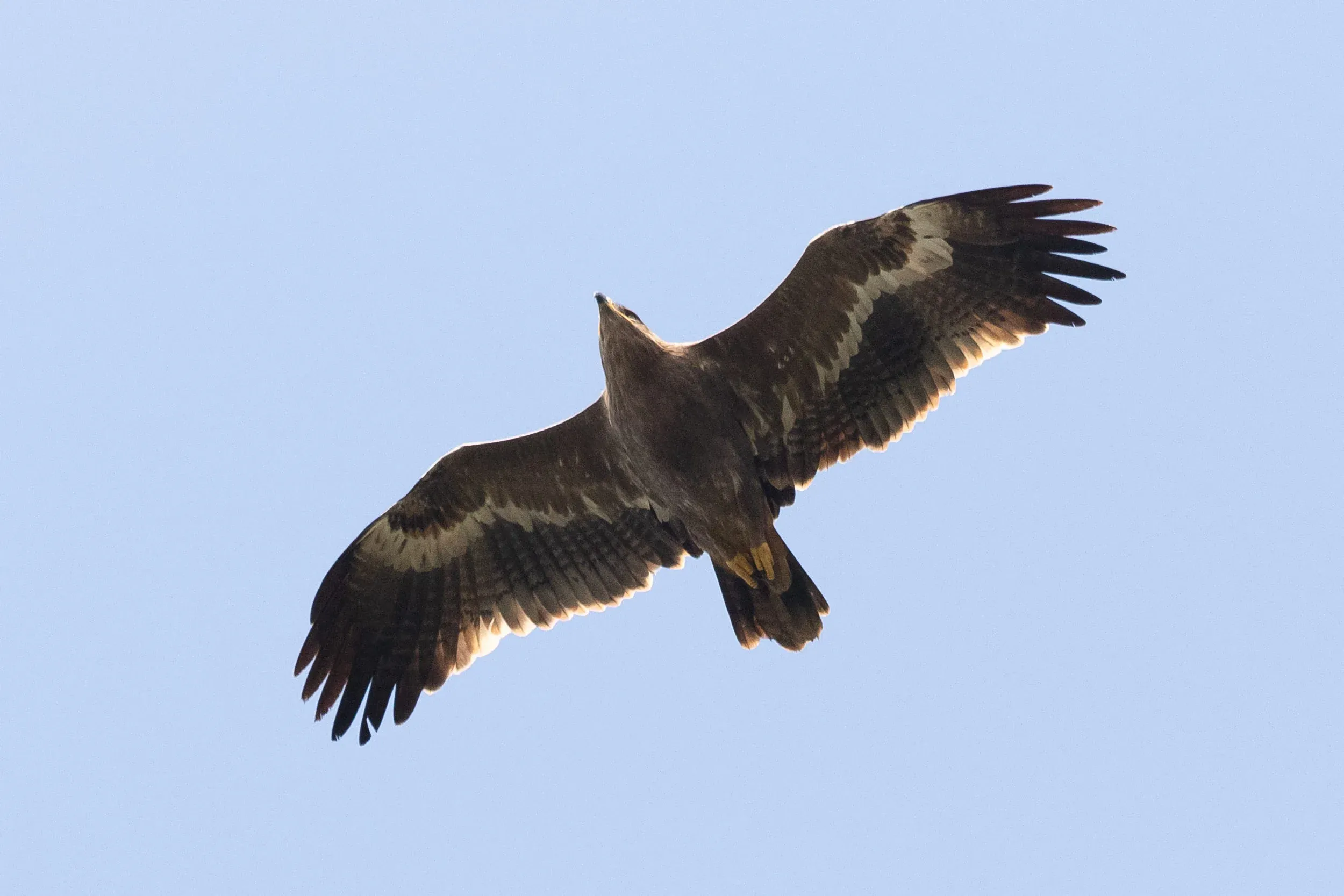 October 14th. Immature Steppe Eagle. Bird should be a 3cy, with most primaries and many secondaries replaced, but plumage is still quite neat. This is probably the kind of Steppe we struggle to age at a distance: would it be a rough looking juvenile, or is it an immature?