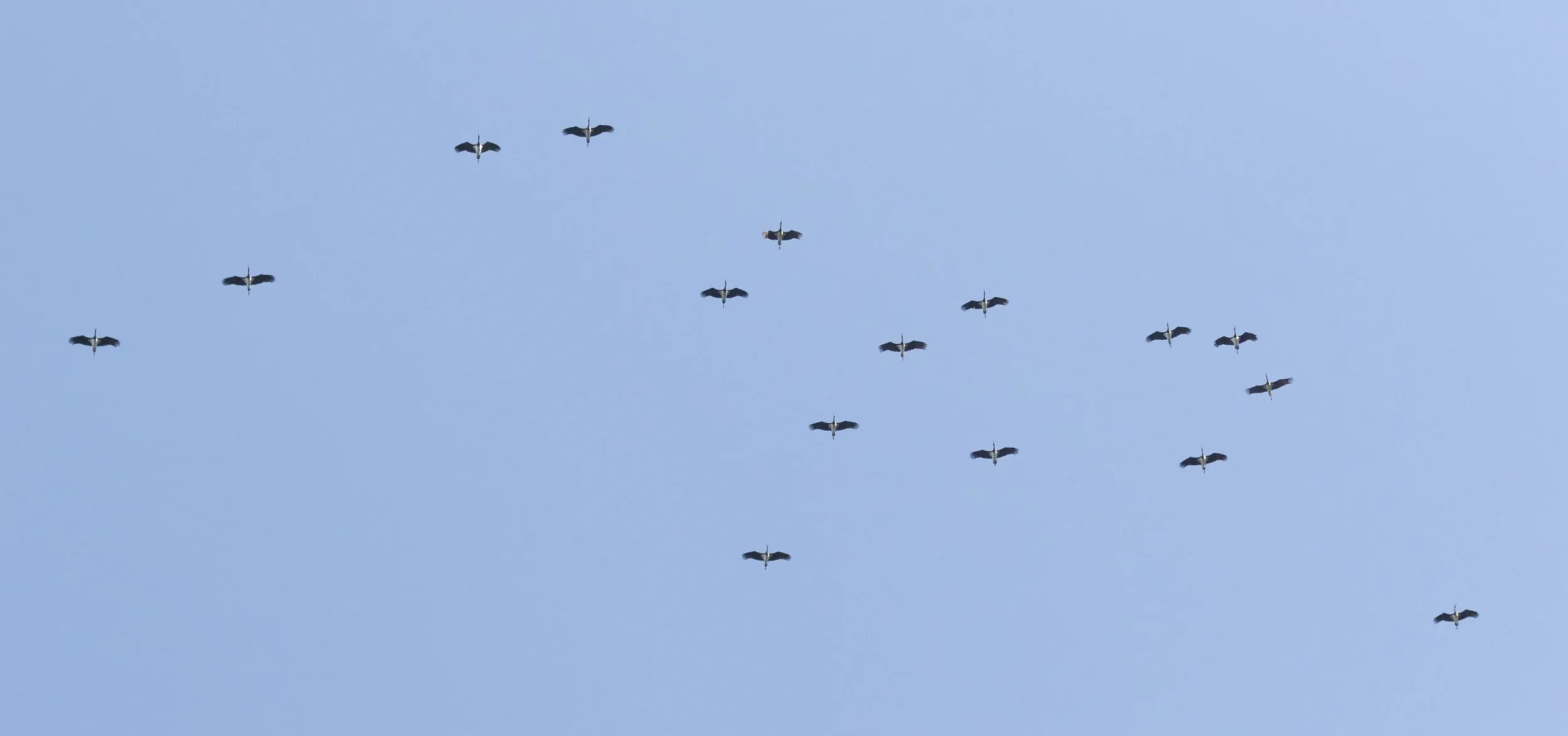 October 15th. Black Storks.