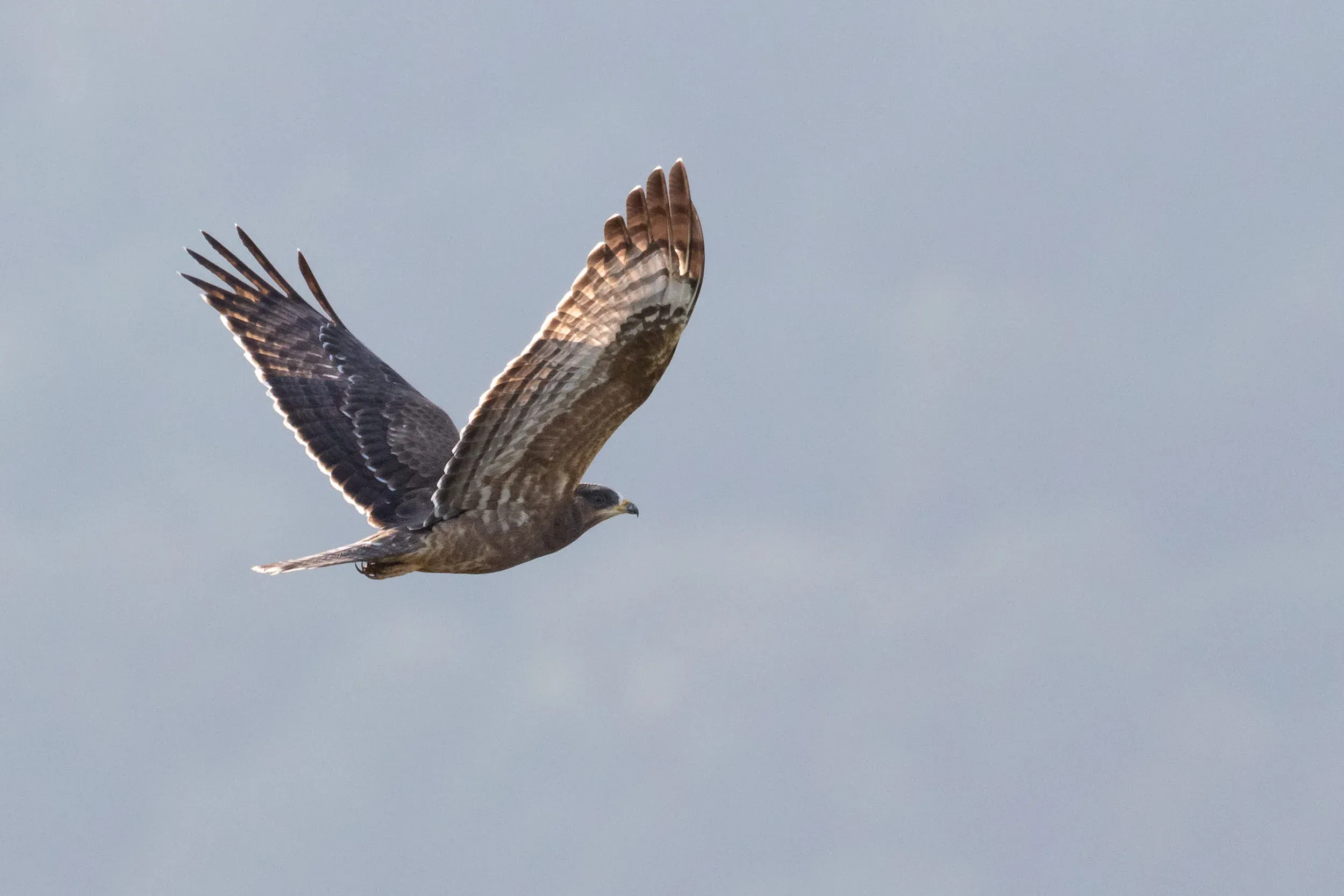 October 15th. Juvenile Honey Buzzard. Is it clear I can’t get enough of them by now? :-)