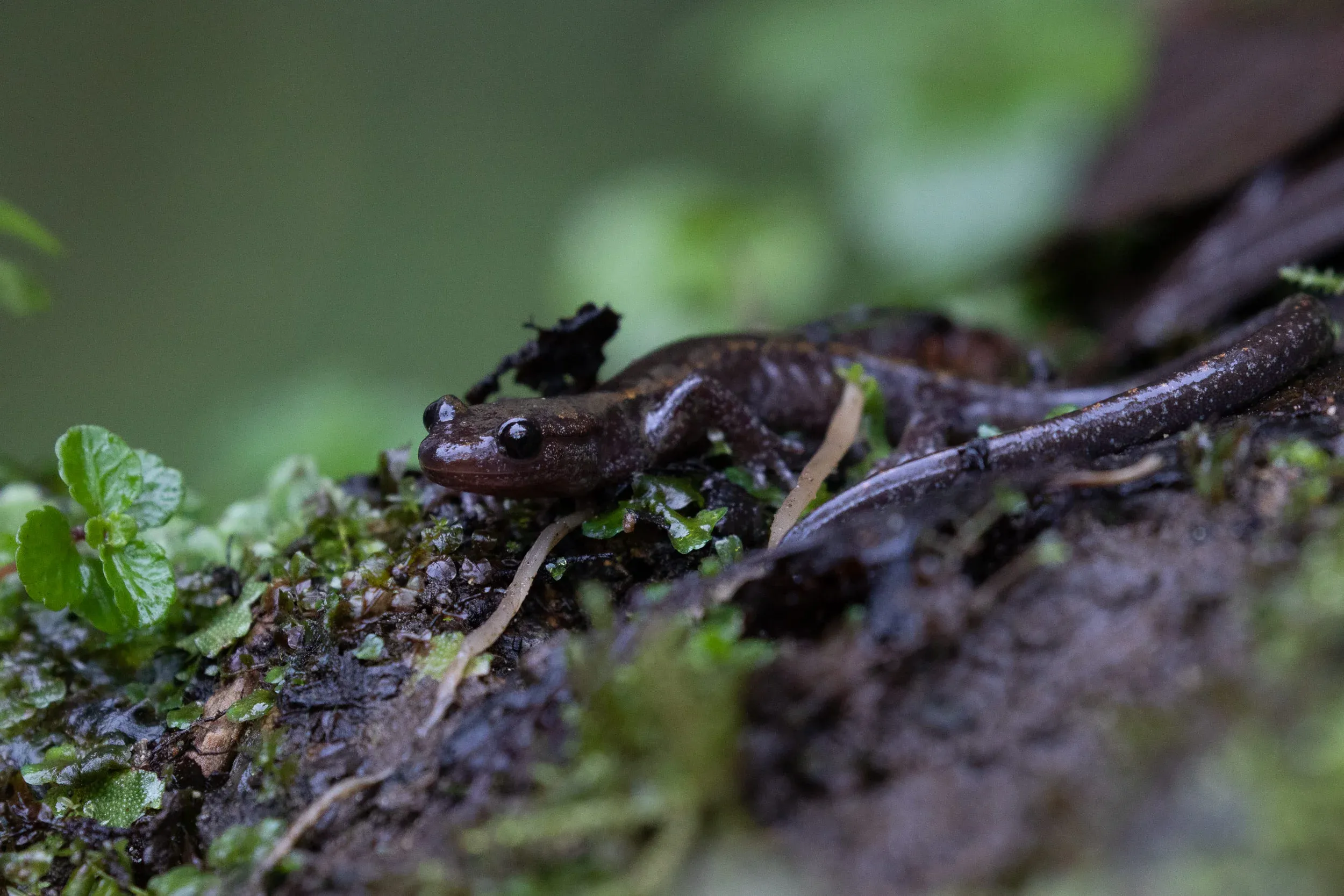 October 18th. Caucasian Salamander.