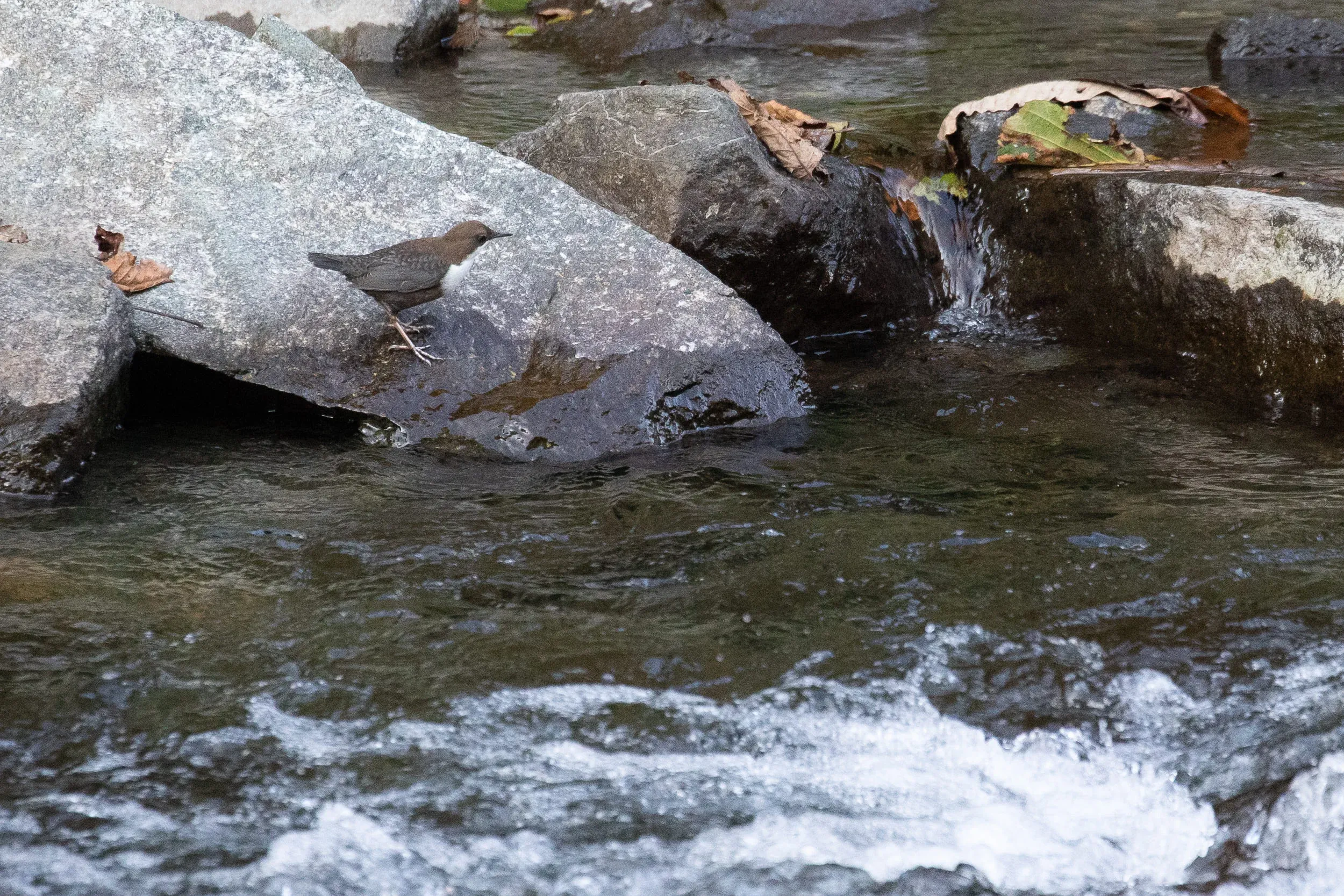 October 18th. White-throated Dipper of the caucasicus subspecies. I had some plans to photograph it in a specific way, but the birds (we saw quite a few) were not cooperative enough, so here is just a simple evidence shot.