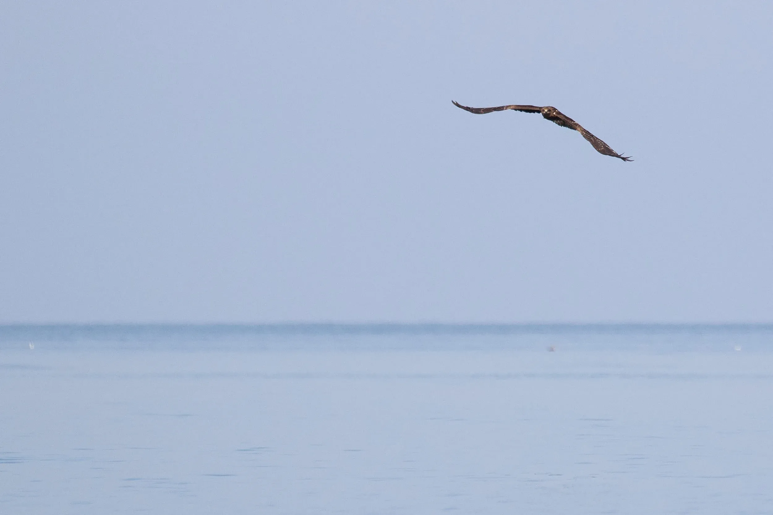 October 19th. Occasionally they would try to catch some fish from the sea that were close to the surface. The success rate appeared to be quite low…