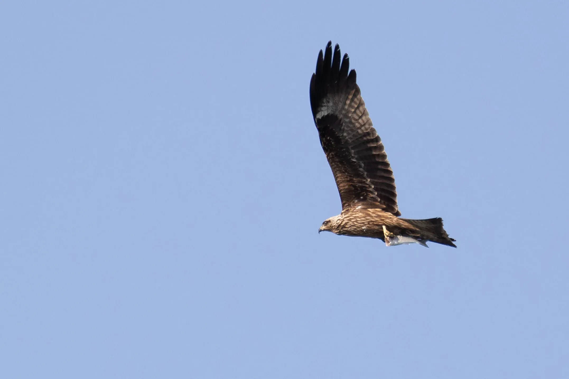 October 19th. But apparently the success rate is sufficiently high to have a go at it… and succeed.