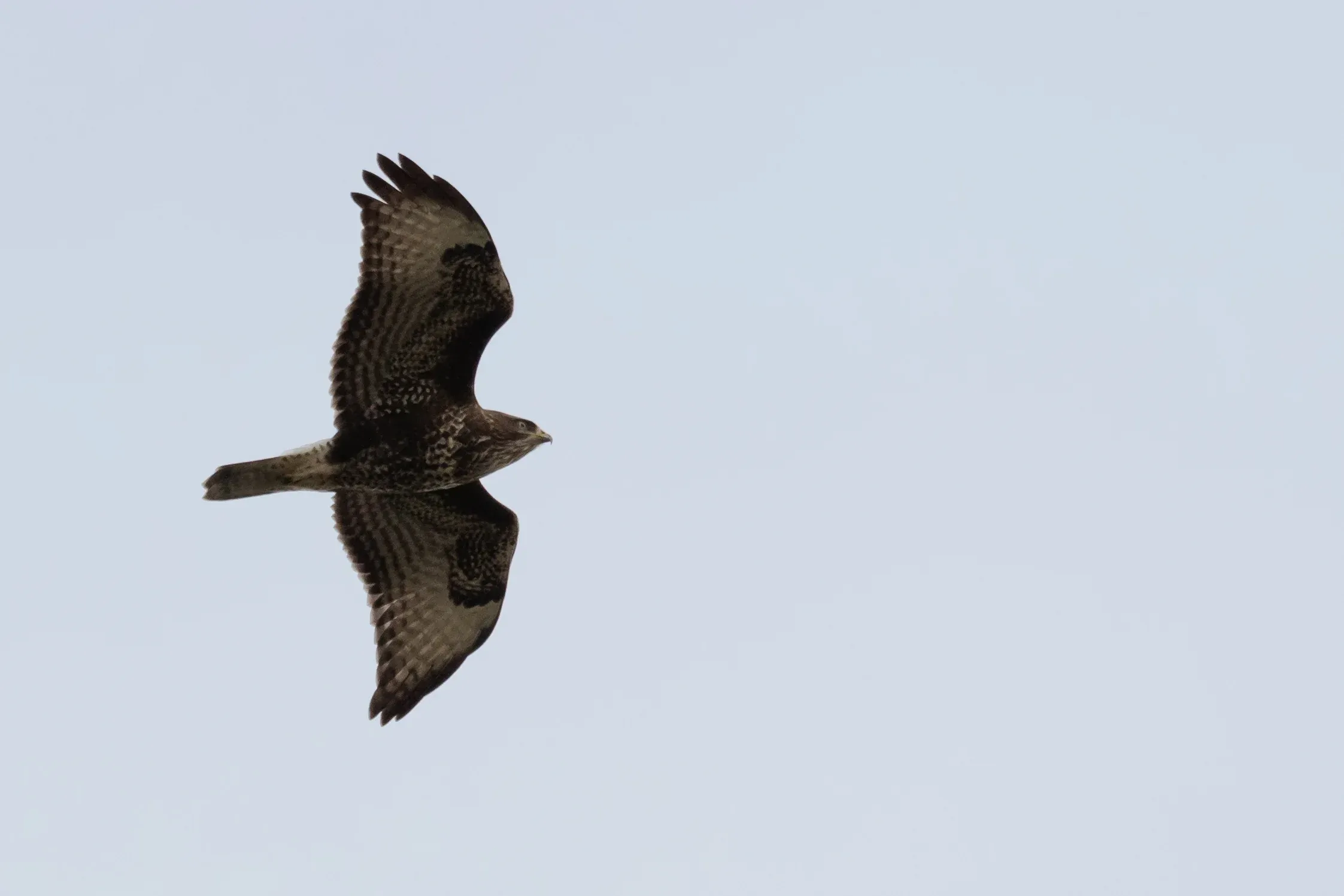 Juvenile Common Buzzard