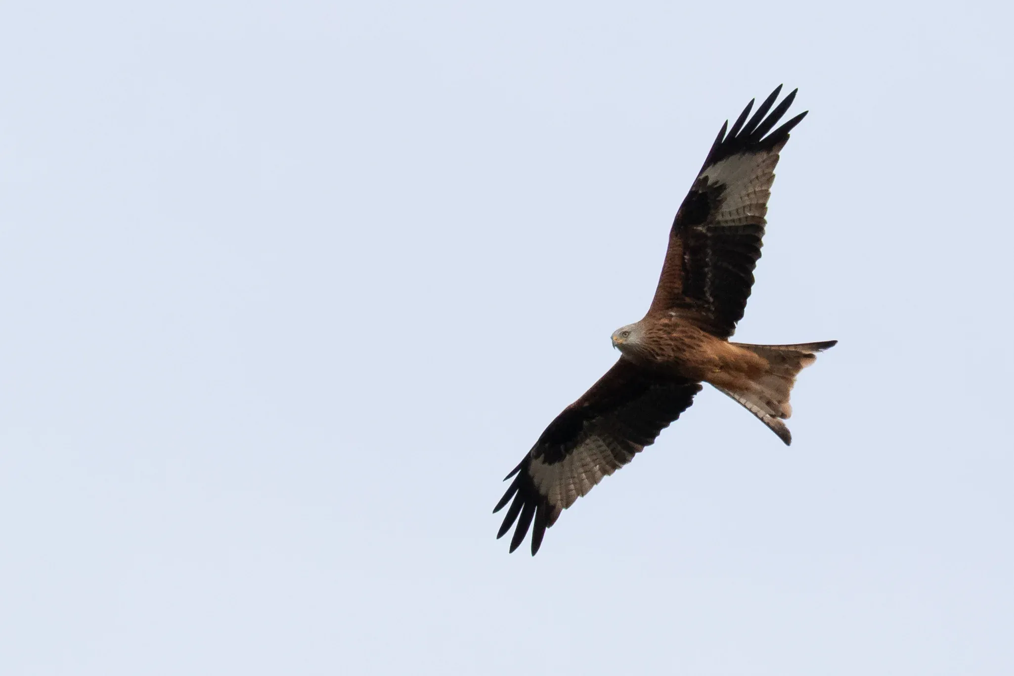 Adult Red Kite, the only bird which came close enough for a photo.