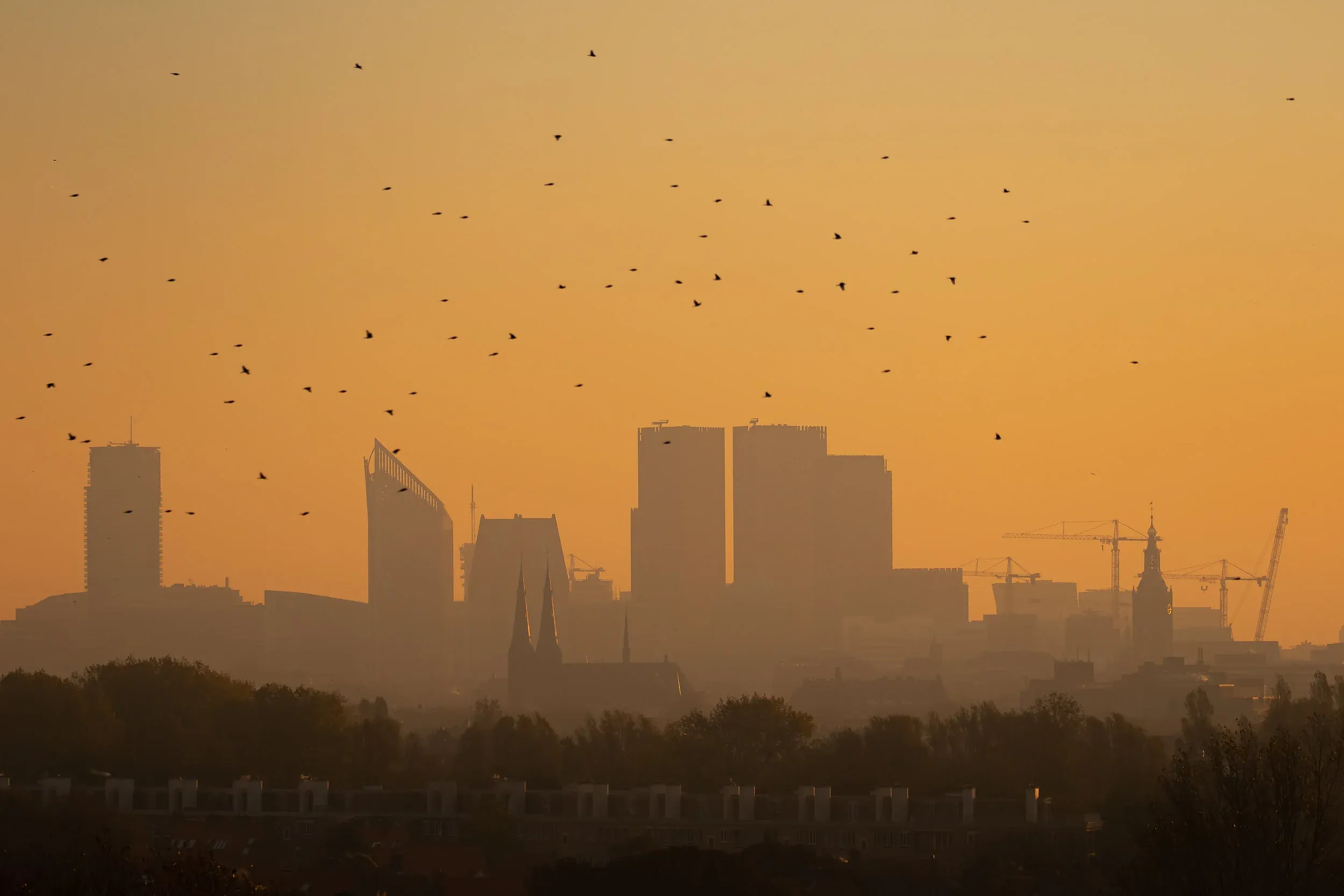 Chaffinches against the skyline of The Hague.