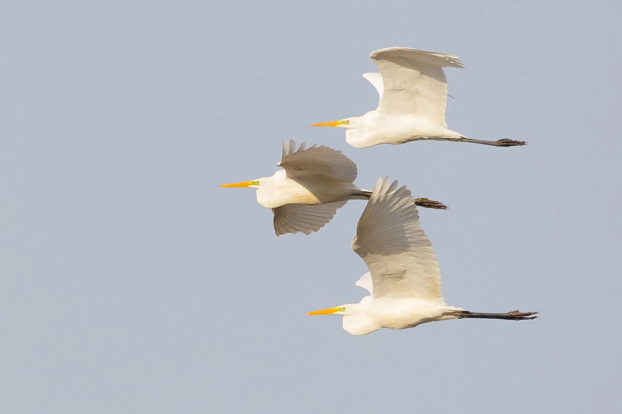 It is remarkable how close to one another Great White Egrets can fly.