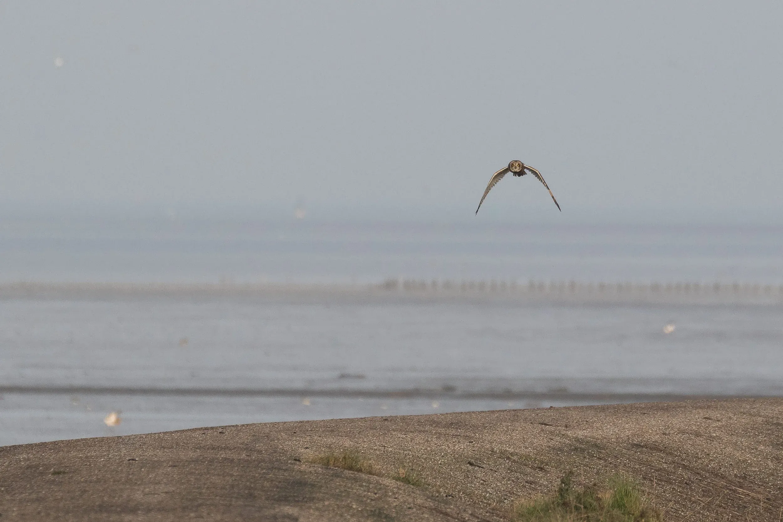 Short-Eared Owl over the dike.
