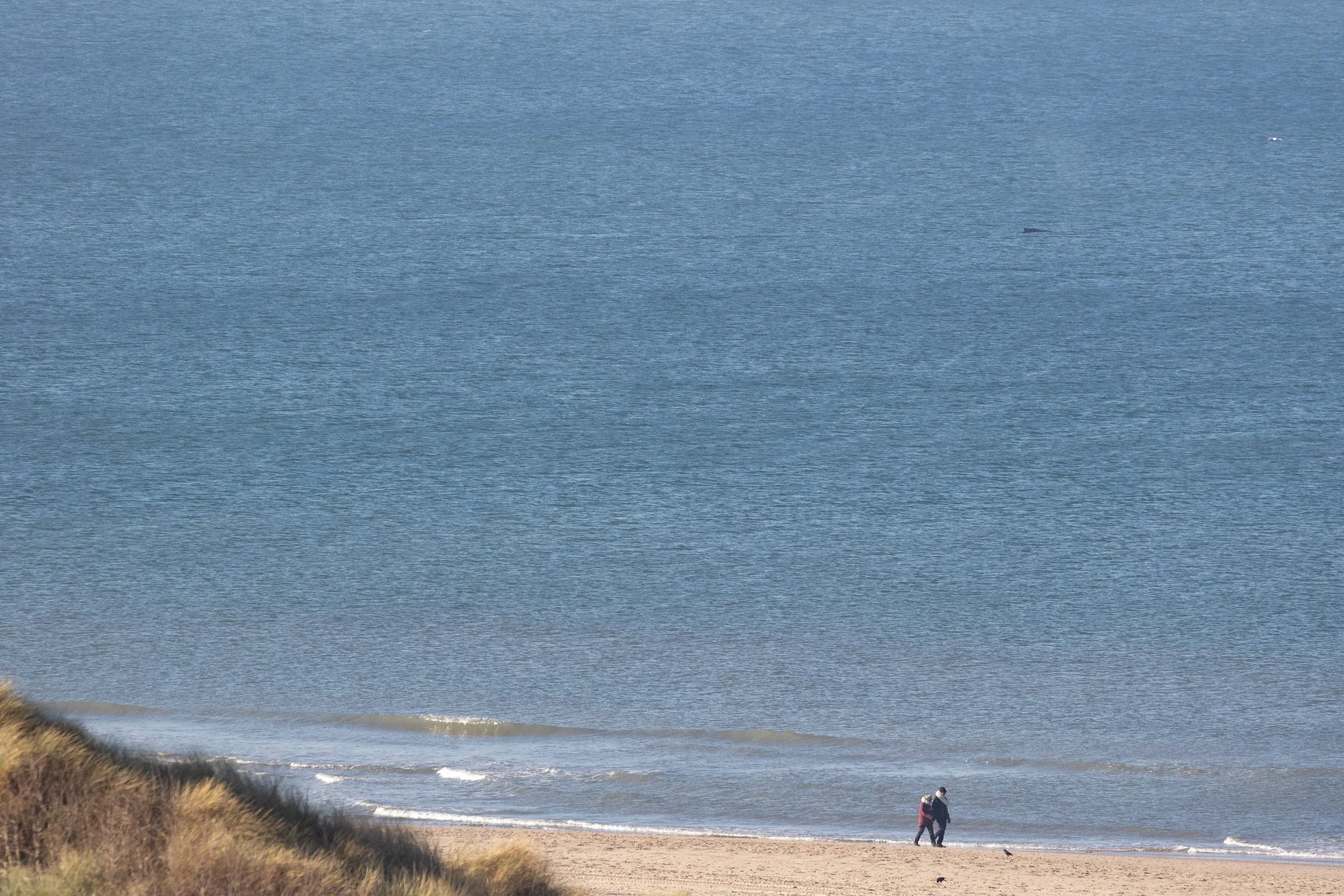Imagine walking on the beach, totally unaware of what’s going on just a few meters away from you…