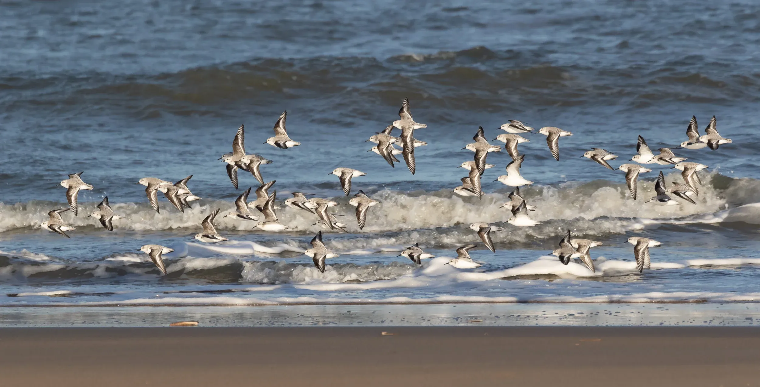 A nice flock of Sanderlings. (Ok, I admit, this photo was technically taken on the 30th of November, but I did not want to post a blog without a single photo.)