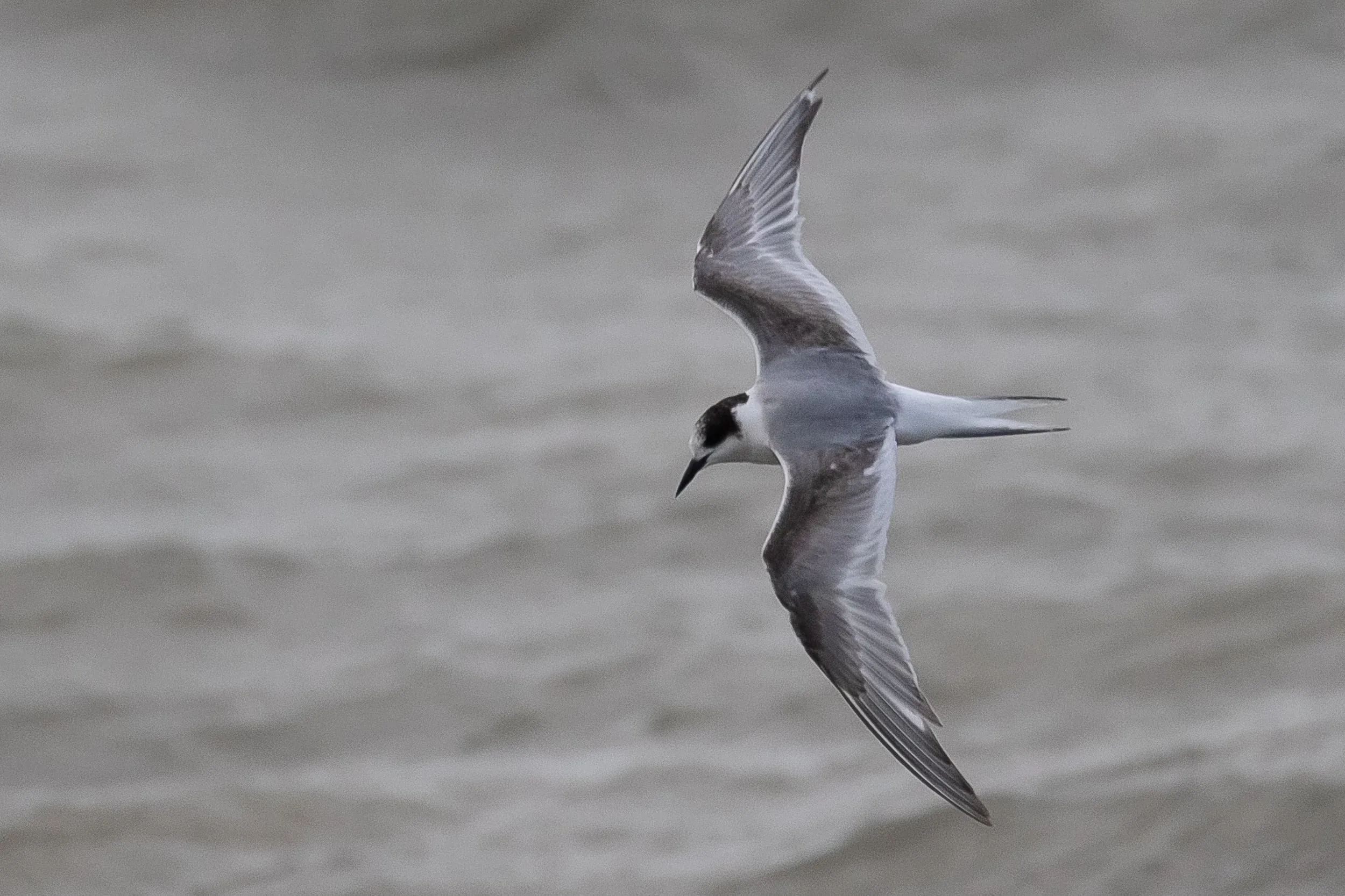 Although less than perfect, only 1 picture is necessary of this 2cy Arctic Tern to nail its identification.