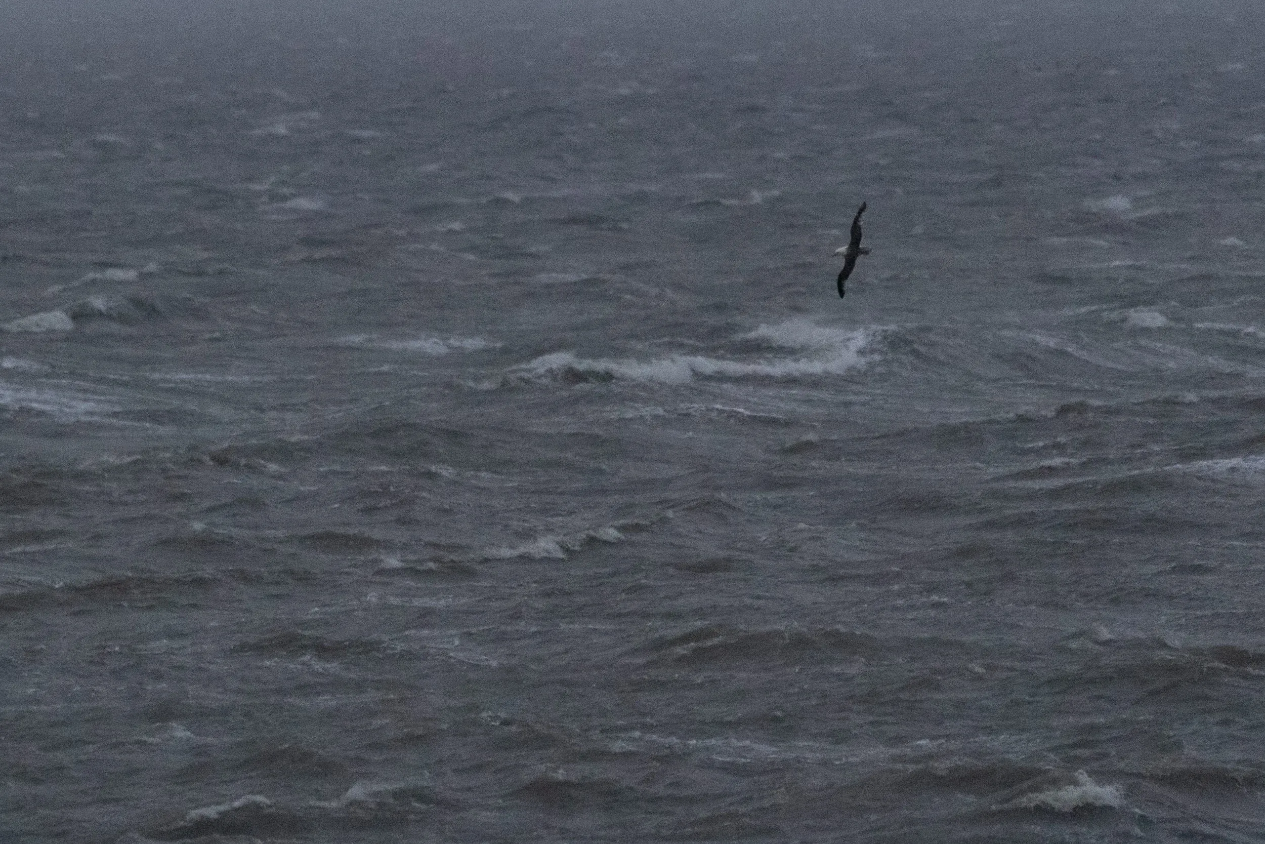 Crappy post-sunset shot of a Northern Fulmar passing by the sluices. Quite a rare sight at Lauwersoog, as this was the only bird seen in the last 15 months.