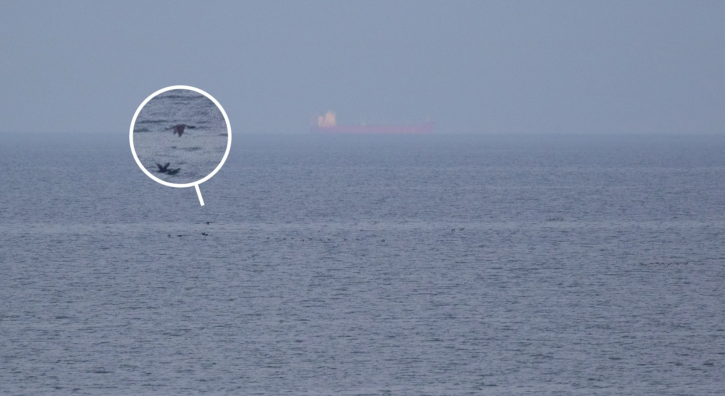 My first ‘proper’ Yellow-billed Diver. Great to see after an observation of a migrating individual in The Netherlands that left me very unsatisfied. In case you’re wondering where the yellow bill went, that’s a typical ‘sign’ you’re looking at a YbD: it’s very hard to see the bill against the sea.