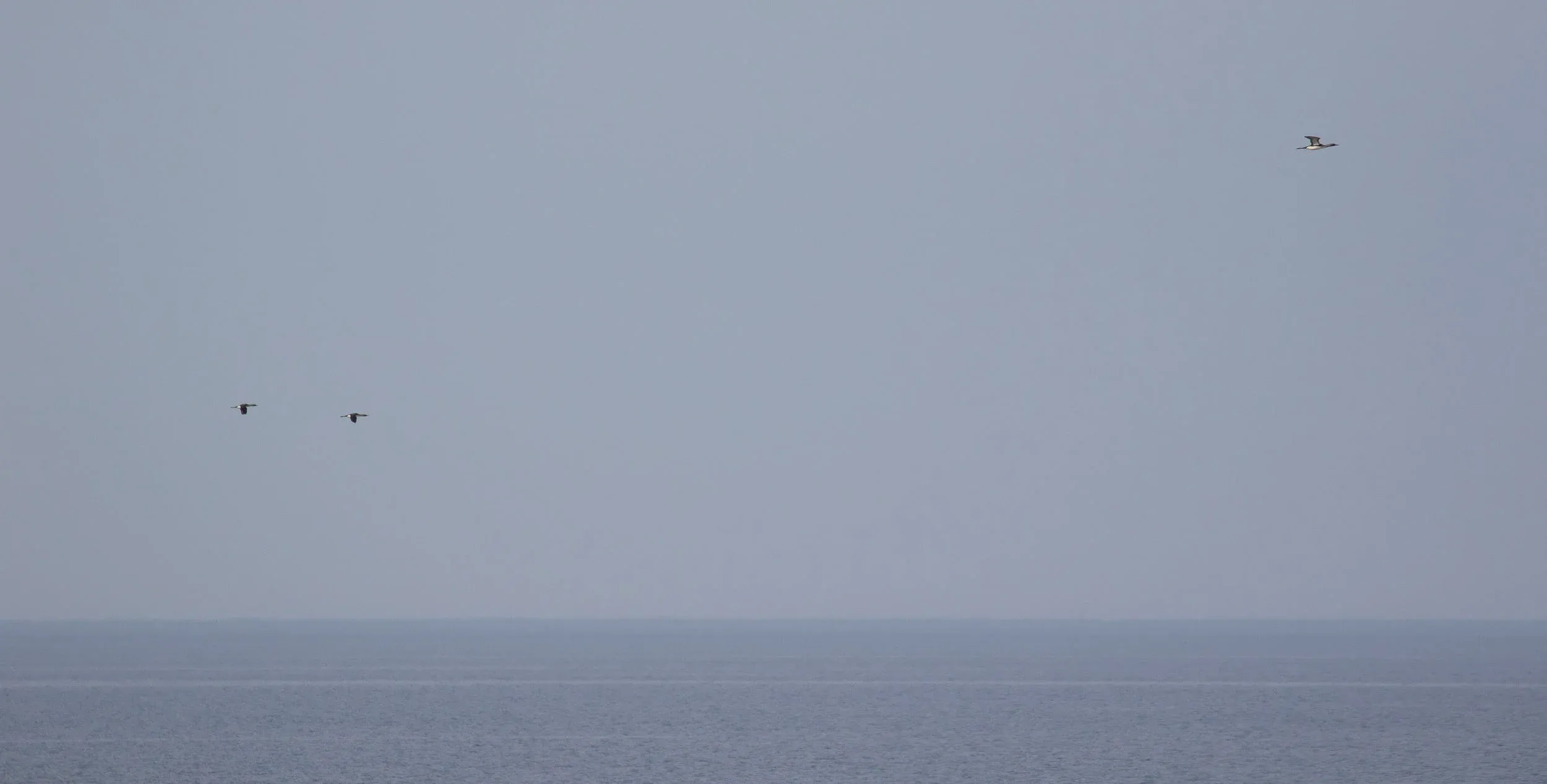 Three Black-throated Divers.