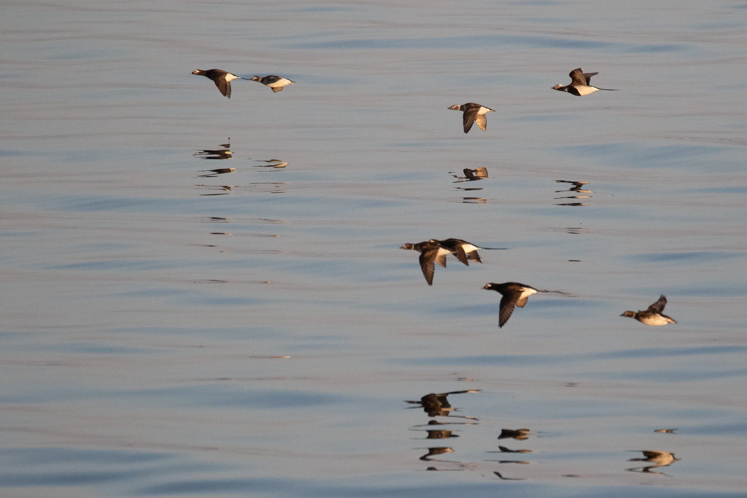 Long-tailed Ducks.