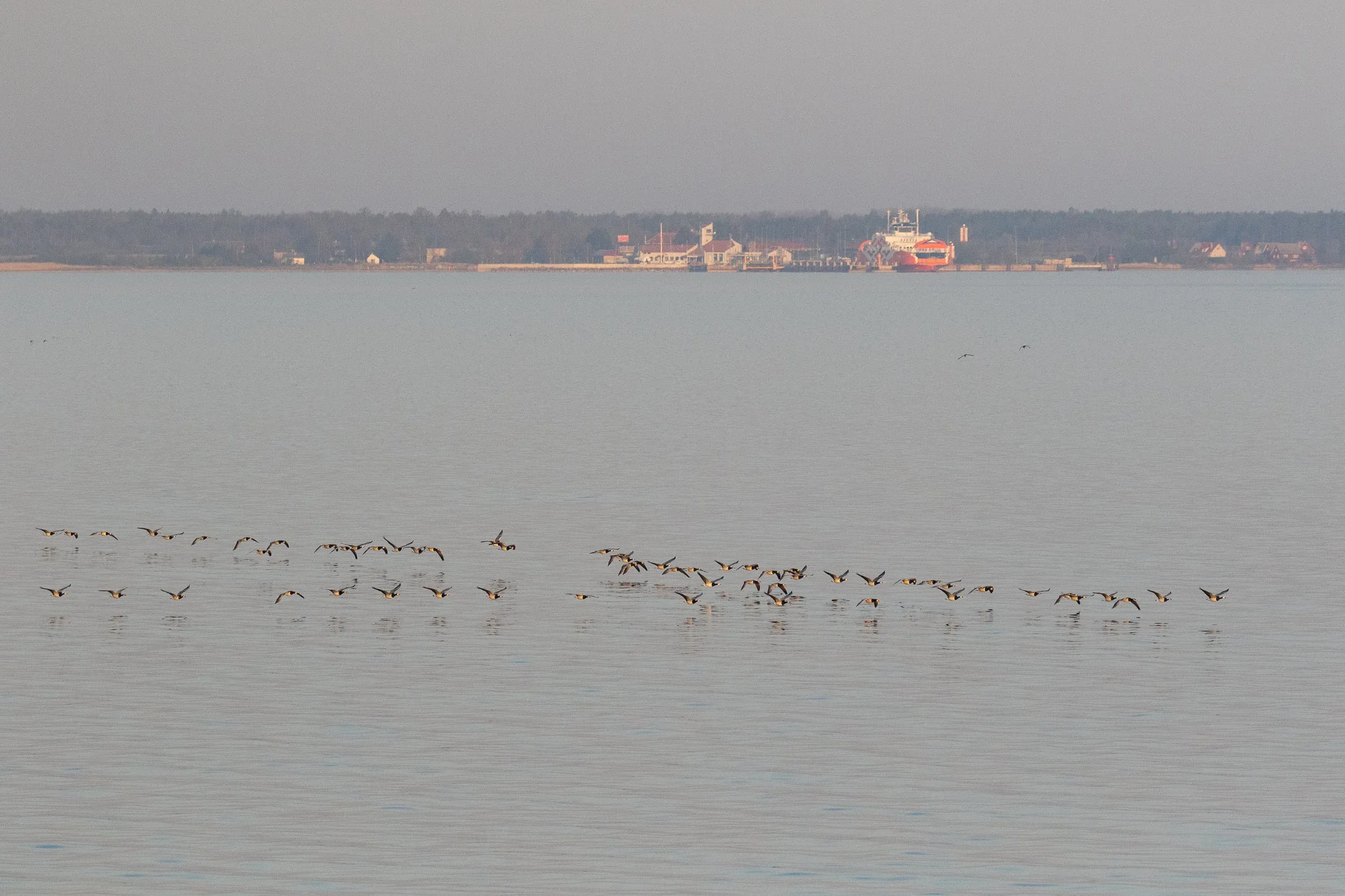 Flock of Barnacle Geese crossing in front of the ferry. Very pretty geese in general, but especially in Estonian light conditions…