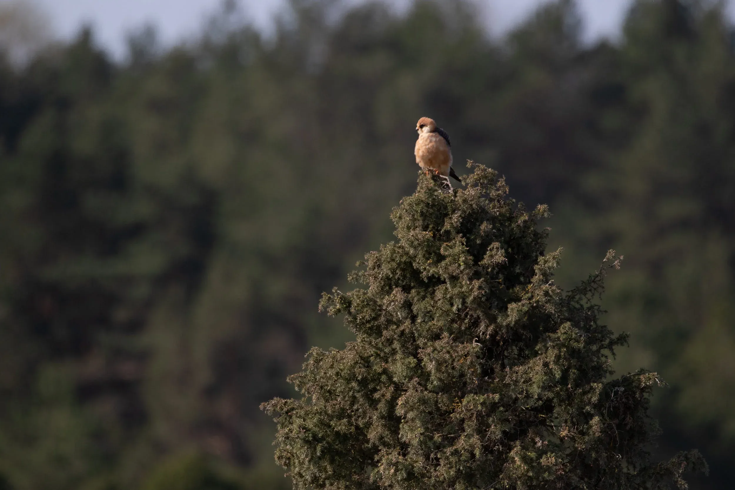 Adult female Red-footed Falcon, quite a rare spring migrant in Estonia.