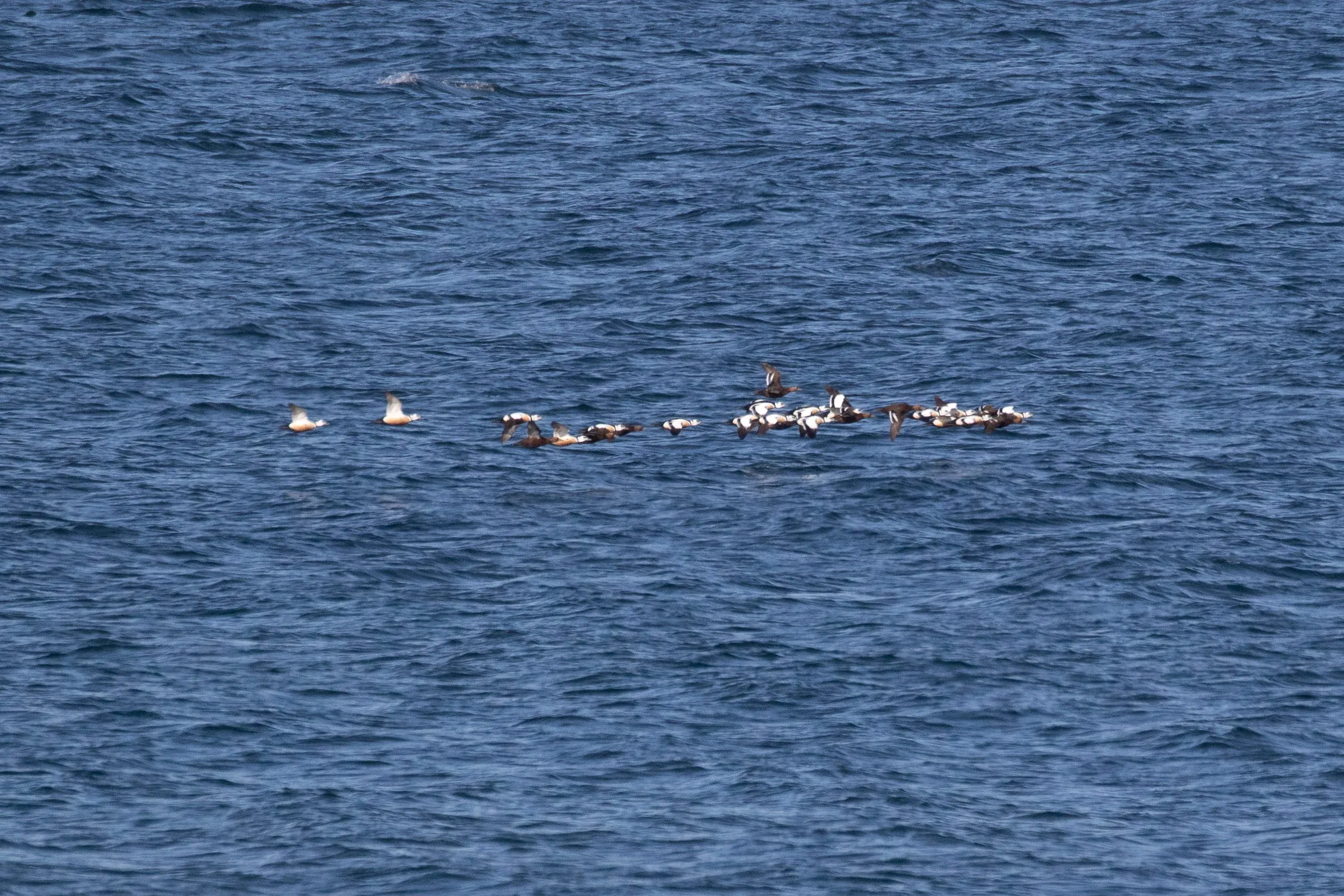 Fan-tas-tic! What a treat! A very compact group of 27 Steller’s Eiders passing the watch site at just a few hundred meters. The next day another 69 birds would be seen migrating past the cape.