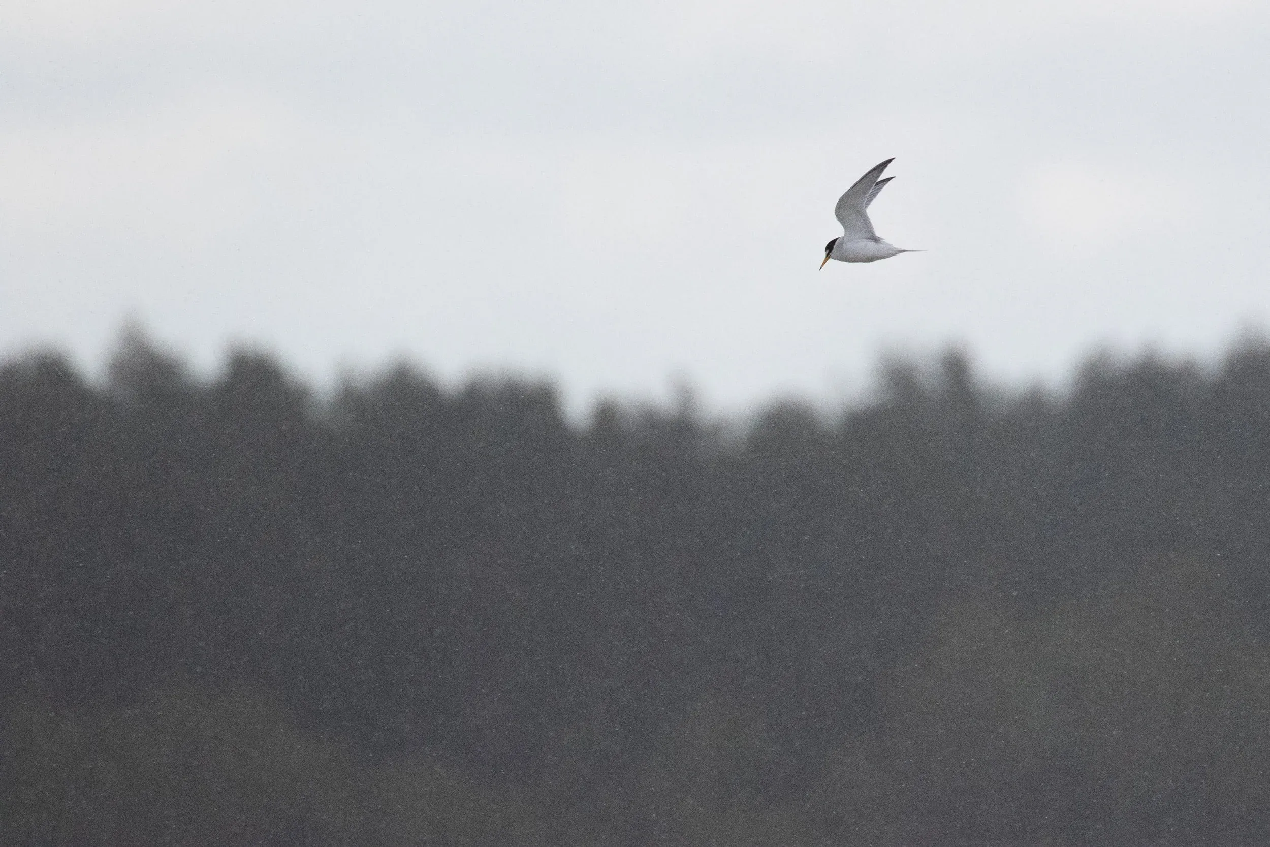 Little Tern in light snow.