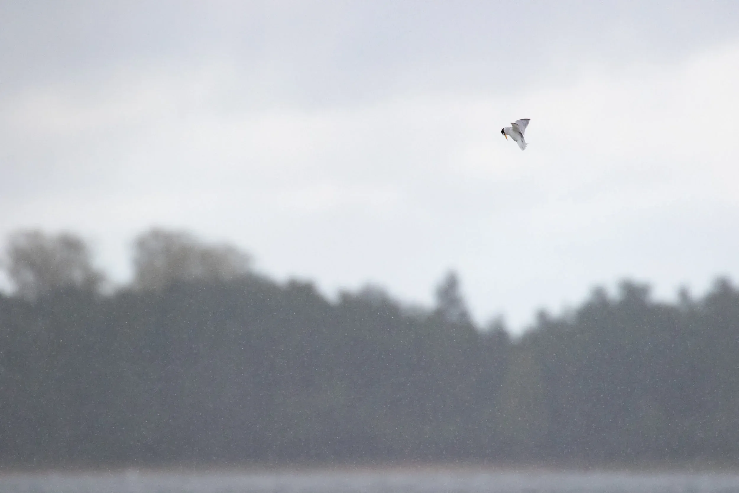 Little Tern in light snow.