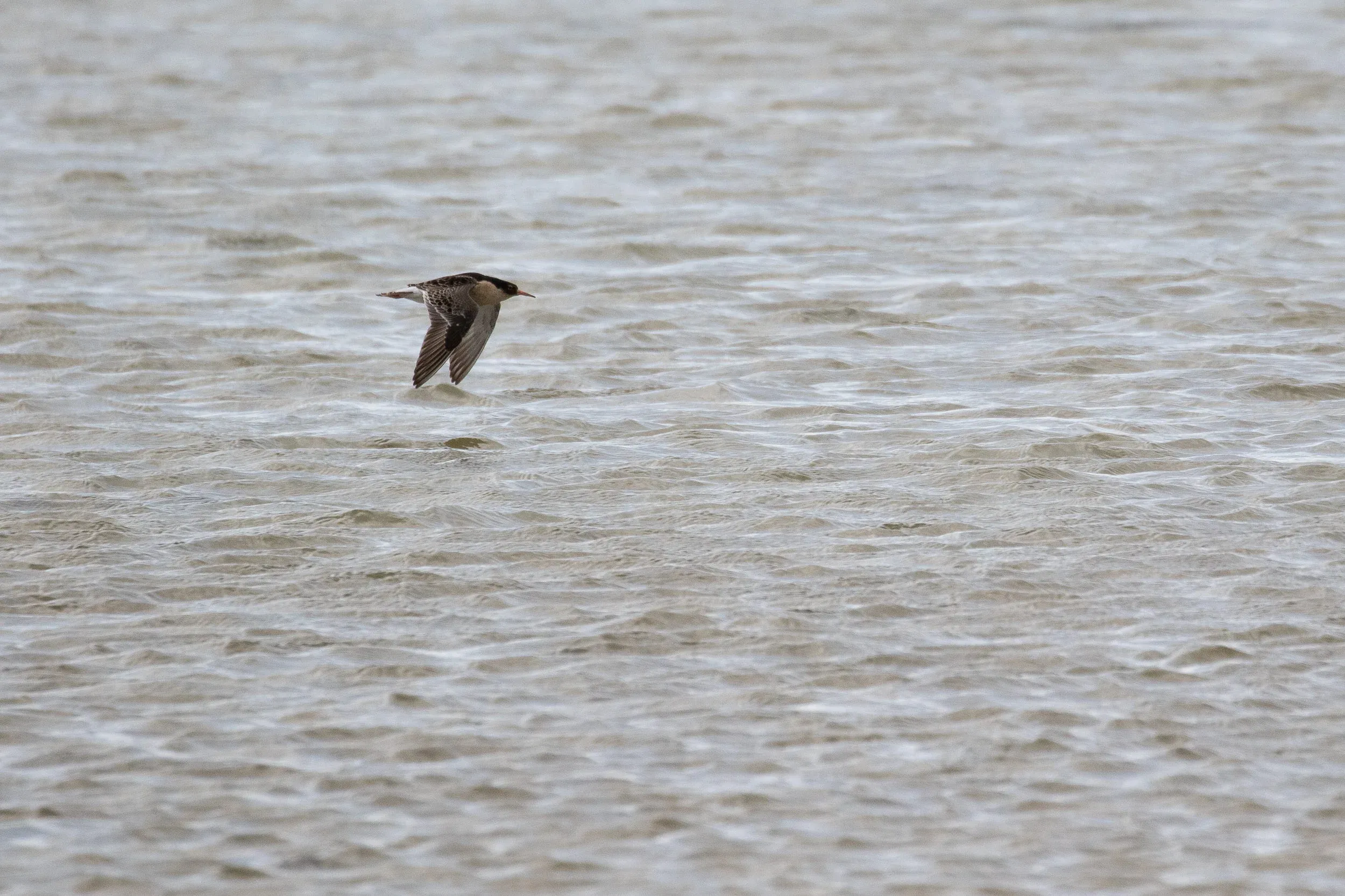 Lots of Ruff around, mostly in full breeding plumage.