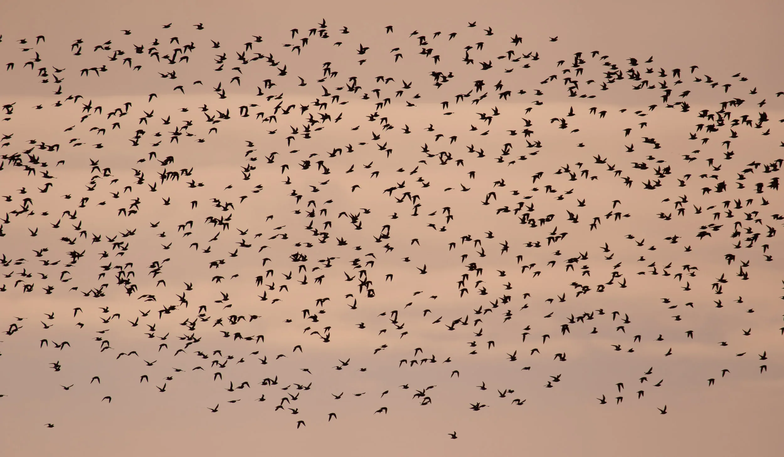 A massive flock of Golden Plovers.