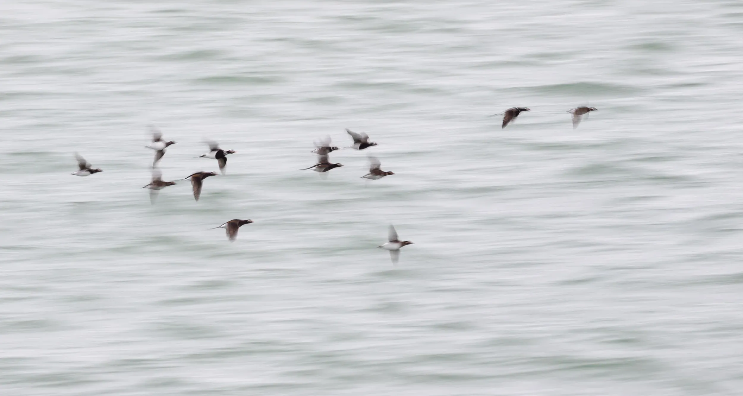 Long-tailed Ducks.