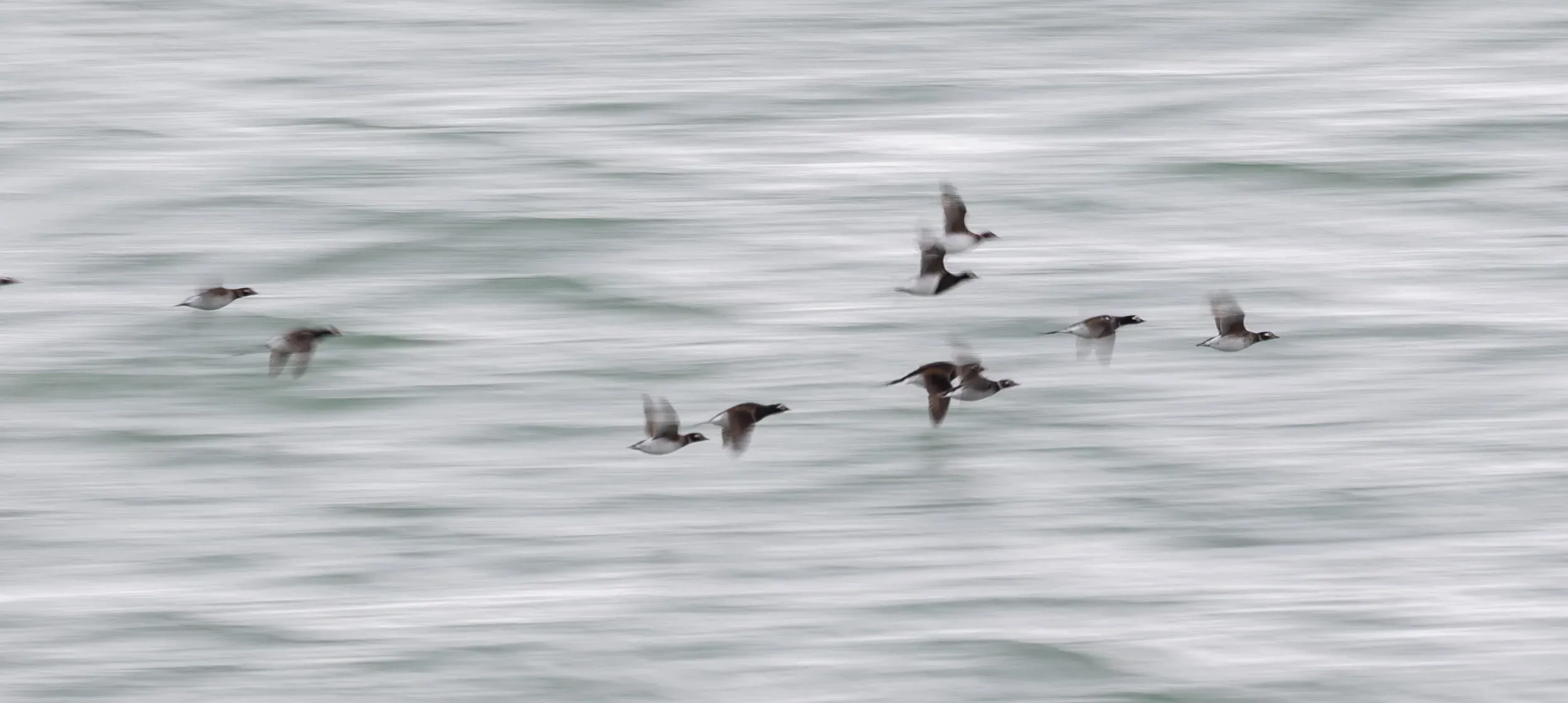 Long-tailed Ducks.